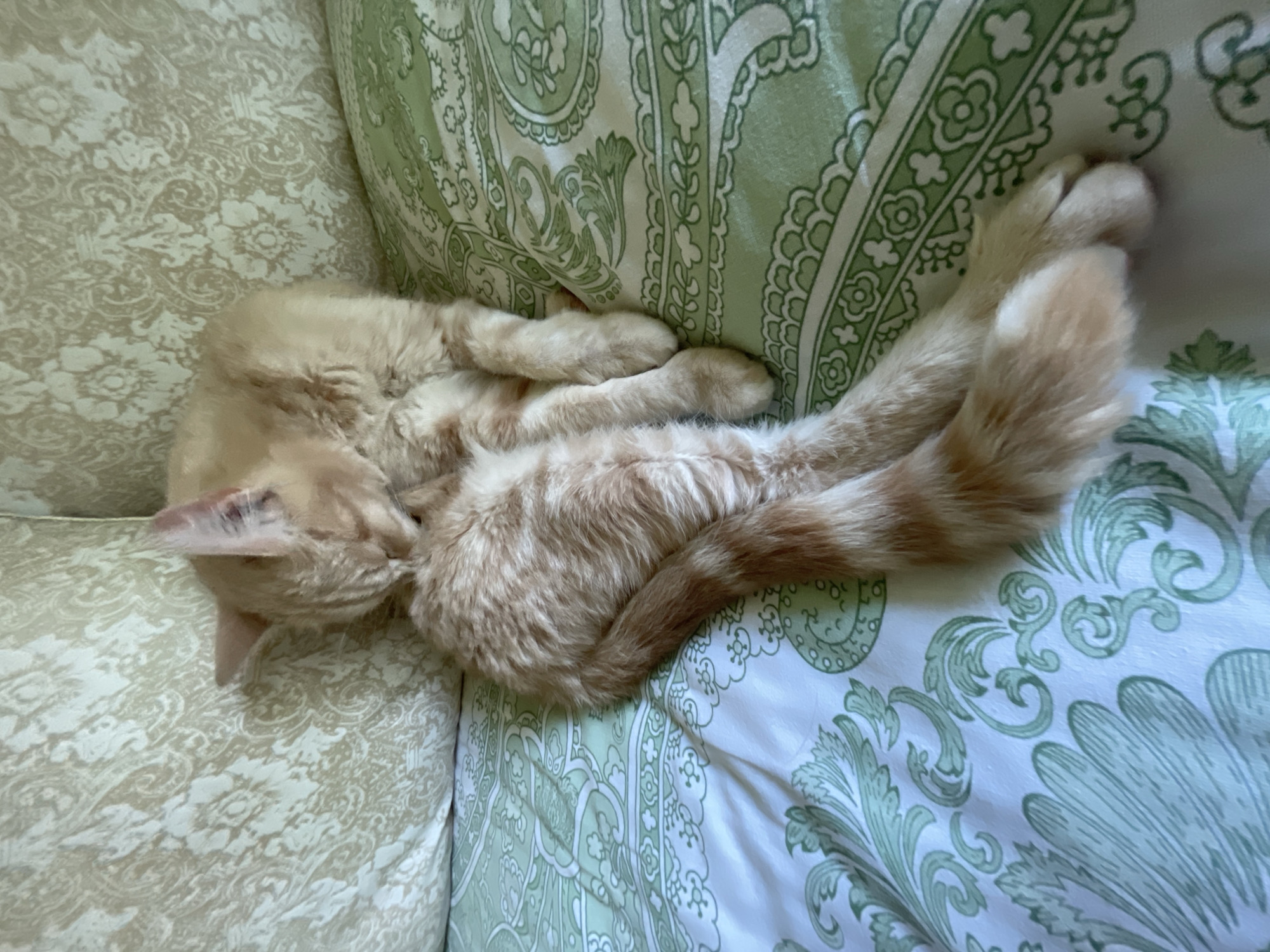 The image shows a ginger cat grooming itself on a bed. The cat is curled up, with its head bent down towards its hindquarters. The bedding is patterned with green paisley designs and a floral motif on a cream-colored pillow. The scene appears to be indoors, with soft lighting. The location of Коротиха, Russia is not discernible from the image.
