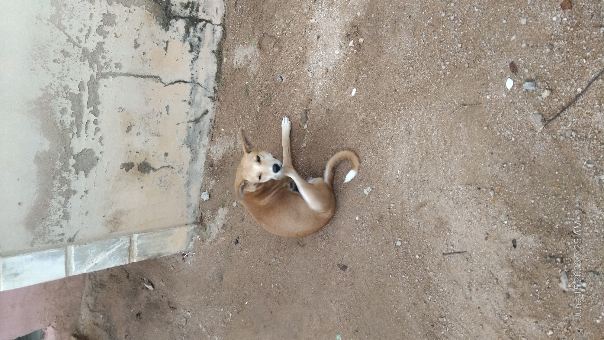 In Howayi, Nigeria, a light brown dog is lying on sandy ground next to a rough, weathered concrete wall. The dog is curled on its side with its head turned towards the viewer, appearing to be scratching its ear with a hind leg. Its tail is curved over its back, with a white tip. The ground is composed of sand, small pebbles, and some scattered debris. The wall exhibits signs of age and neglect, with peeling paint and visible cracks. The overall environment suggests an outdoor area, possibly a yard or an alleyway.