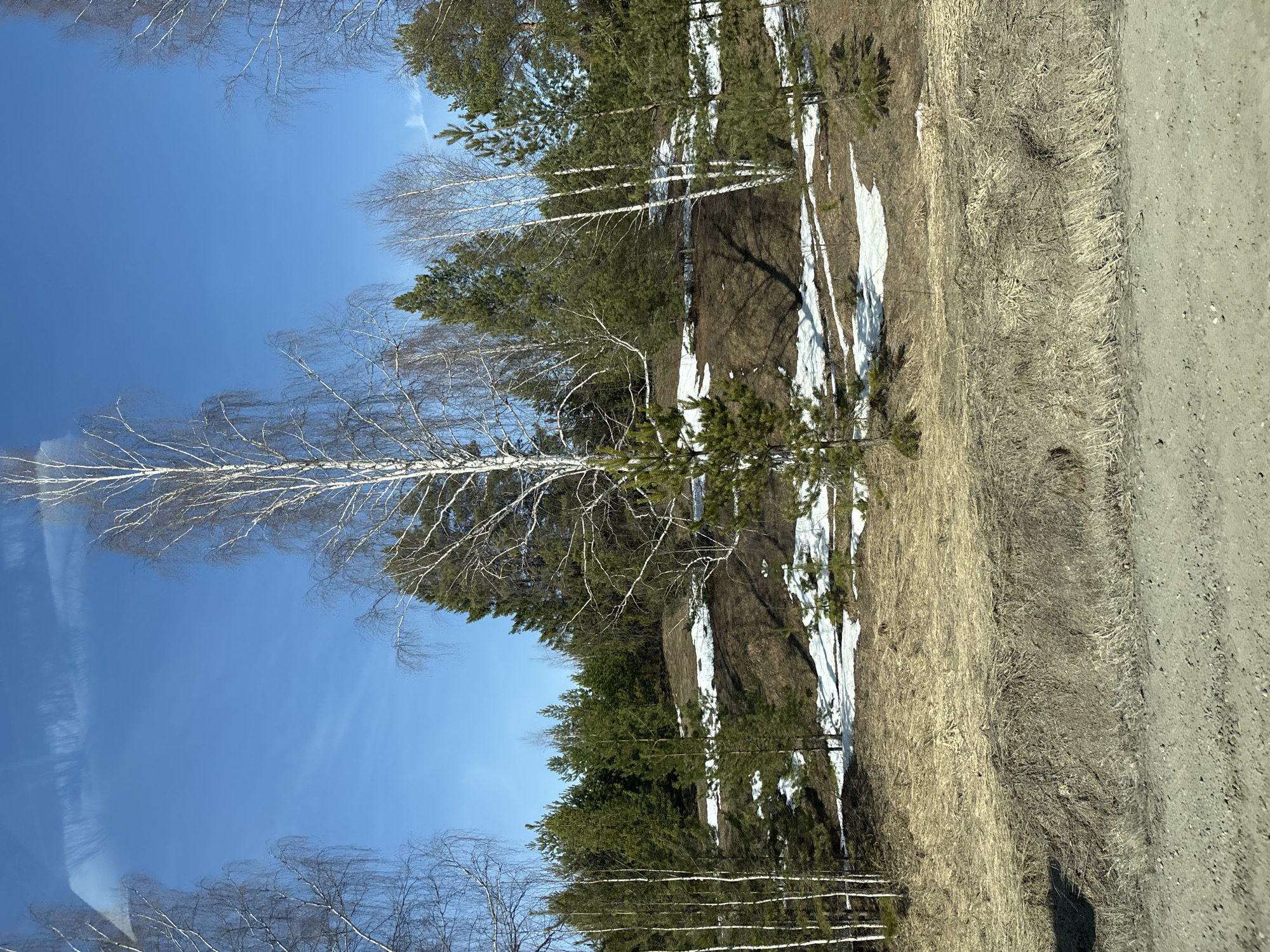 The image depicts a landscape in early spring near Sosnovyi Bor, Russia. A mixed forest of evergreen and birch trees stands on a slight rise, with patches of melting snow visible among the dry grasses and bare earth. A dirt road or path borders the edge of the scene. The sky is clear and blue. No people are visible.