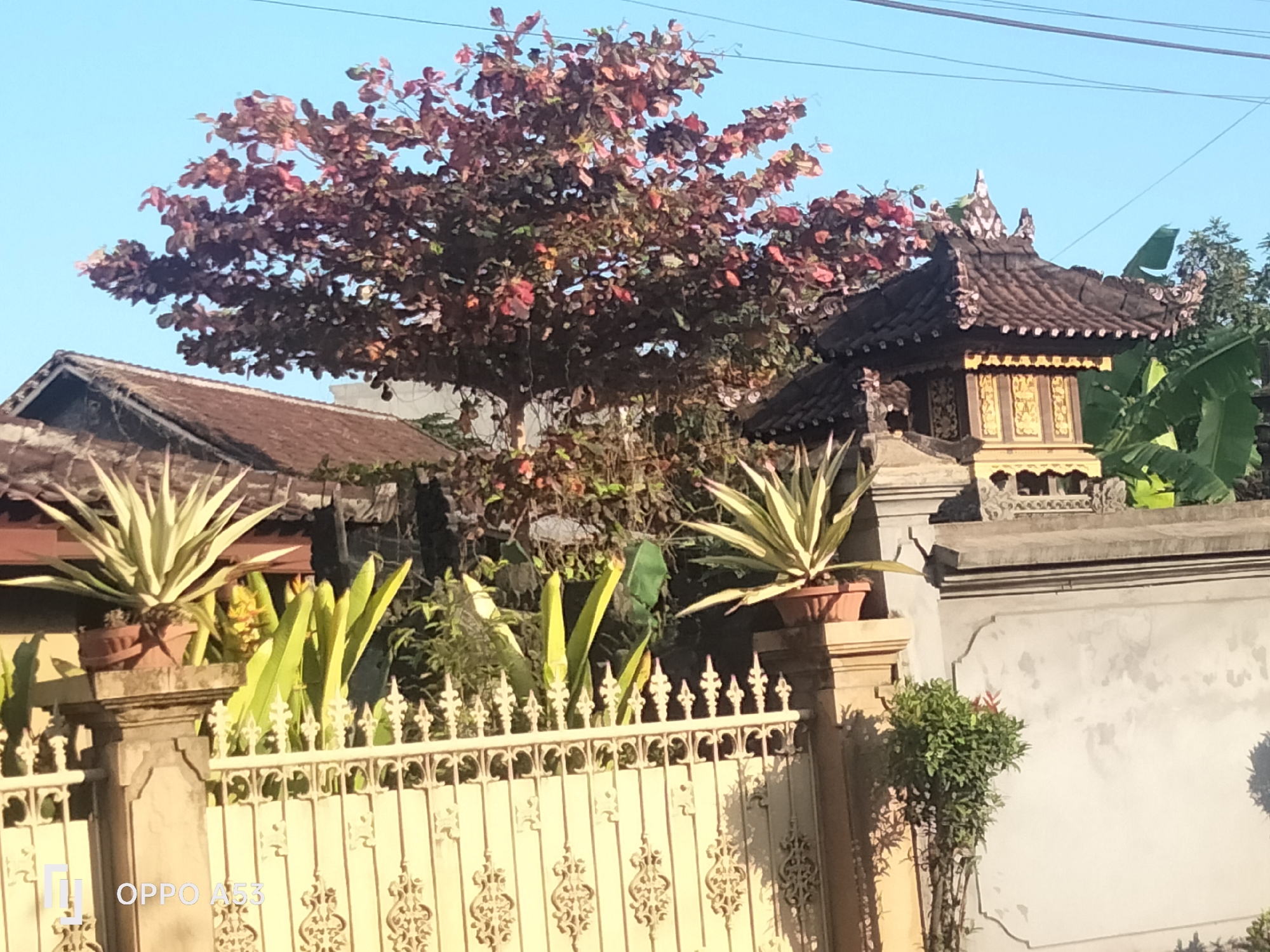 The image shows a daytime outdoor scene in Denpasar, Indonesia, under a clear blue sky. In the foreground, a decorative metal fence with intricate scrollwork runs horizontally across the frame. Behind the fence, a stone pillar supports a potted plant with spiky, variegated leaves. To the right of the pillar is a stone wall. Further back, a traditional Balinese shrine, characterized by its multi-tiered dark roof and ornate golden detailing, is visible. A large tree with reddish-brown leaves dominates the upper-left portion of the image, with the roof of a building visible beneath it. Lush green foliage, including banana leaves, fills the middle ground. The overall impression is of a residential area with traditional architectural elements and abundant greenery.