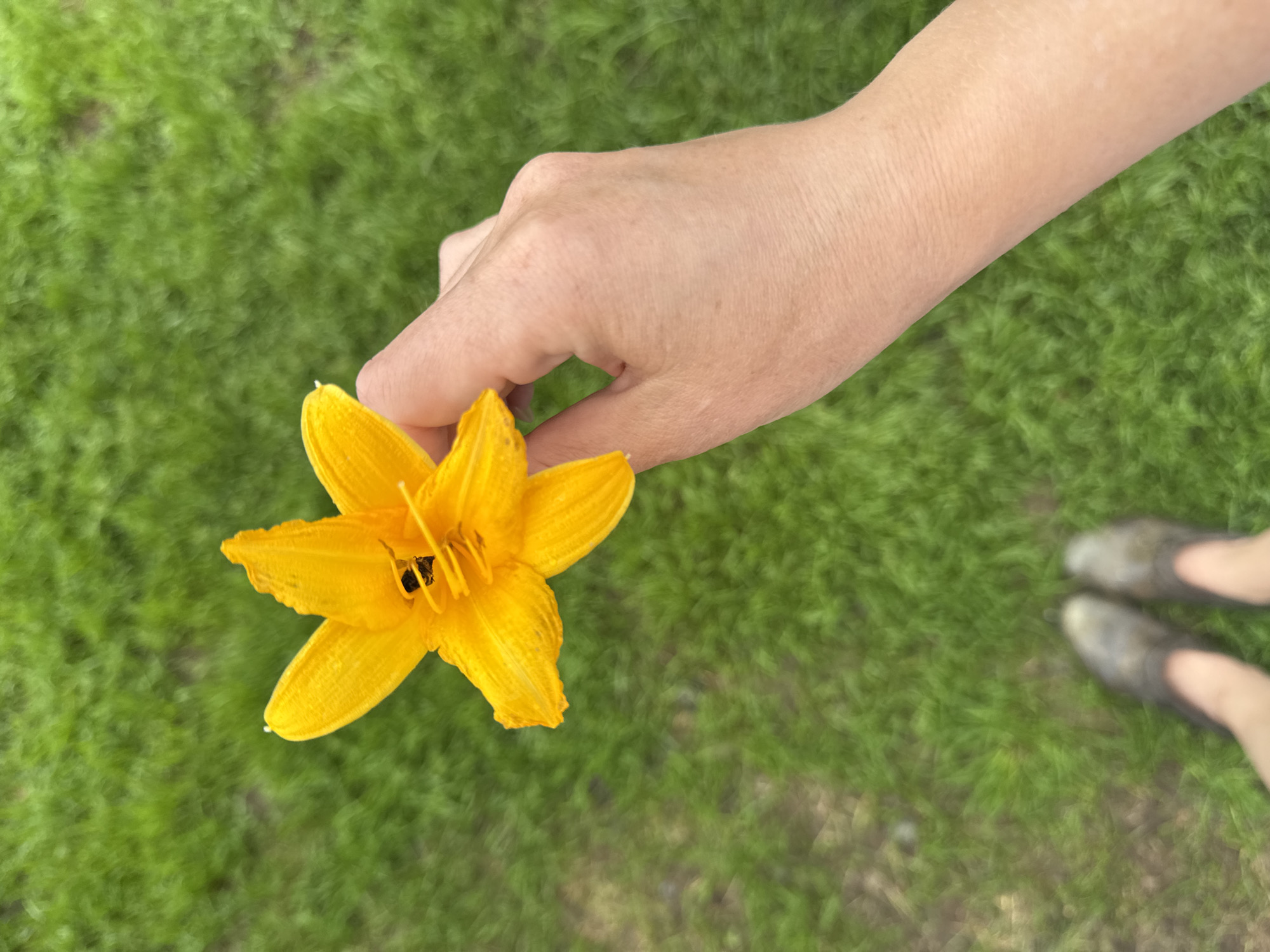 A person's hand is holding a bright orange lily in front of a blurred green lawn. The person's legs and feet, wearing dark shoes, are visible in the lower left corner of the image. The scene is outdoors, on a grassy area. There is no indication of the location being in Vassyata, Russia.