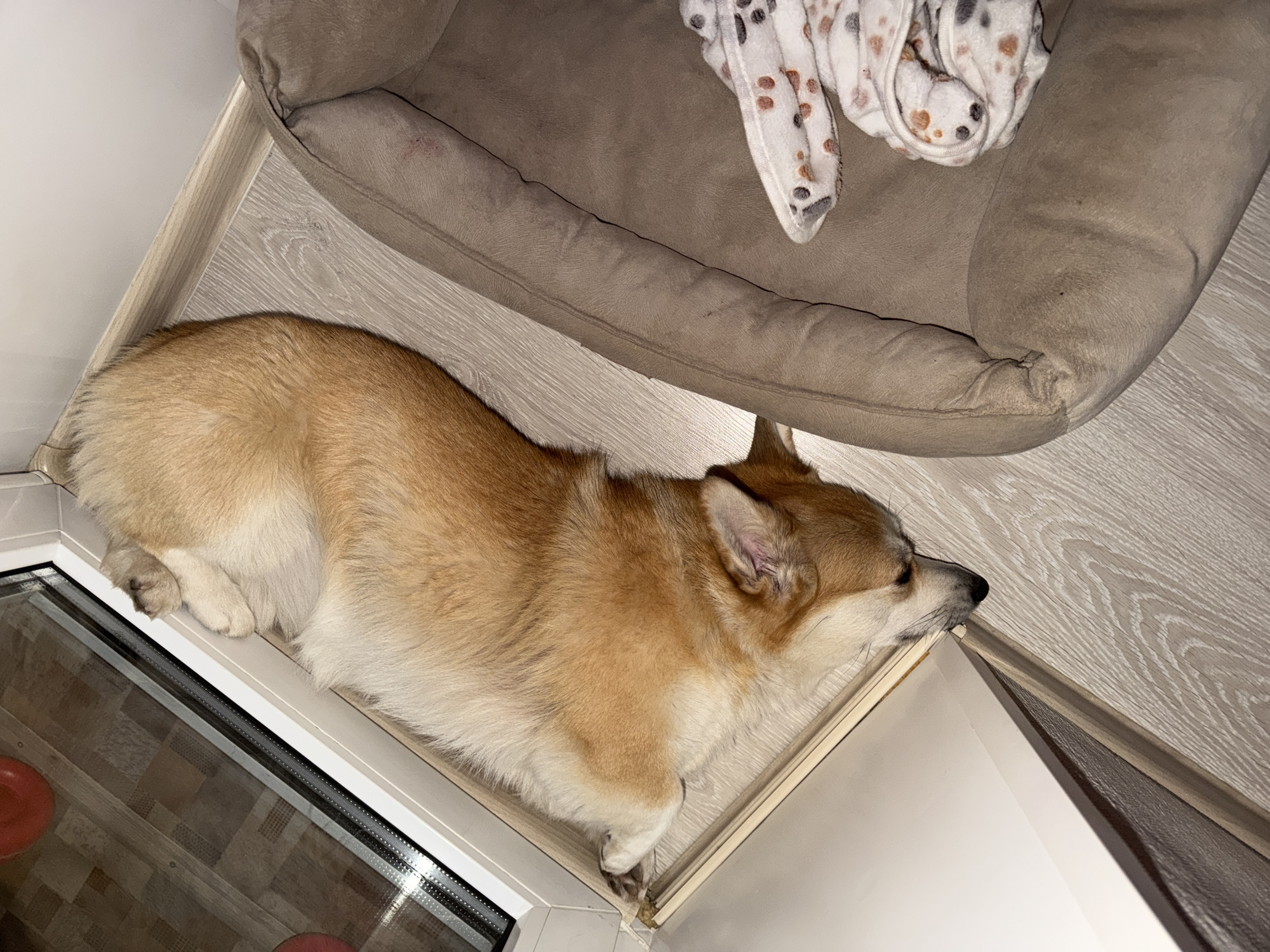 A corgi is resting on a light-colored wooden floor between a window and a dog bed. The window is white with a grid pattern. The dog bed is brown and contains a white blanket with brown and black spots. The location is in Chaikovsky, Russia.