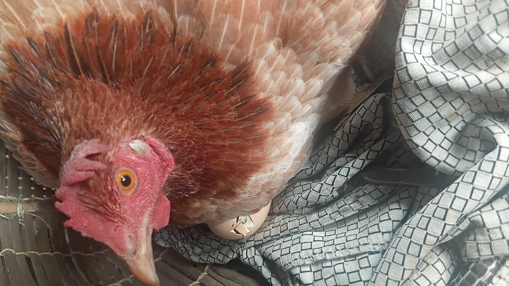 A close-up, vertical, eye-level shot captures a hen sitting on a nest. The hen, primarily brown and white with a red comb and wattles, is positioned to the right and upper portion of the frame. Beneath the hen, a cracked, light-brown egg is visible. The nest appears to be made of woven material, possibly bamboo, and is lined with a patterned fabric featuring a diamond grid of black and white. The environment suggests an indoor or sheltered setting, likely a coop or shed. The image does not provide any specific location in Prabumulih, Indonesia.