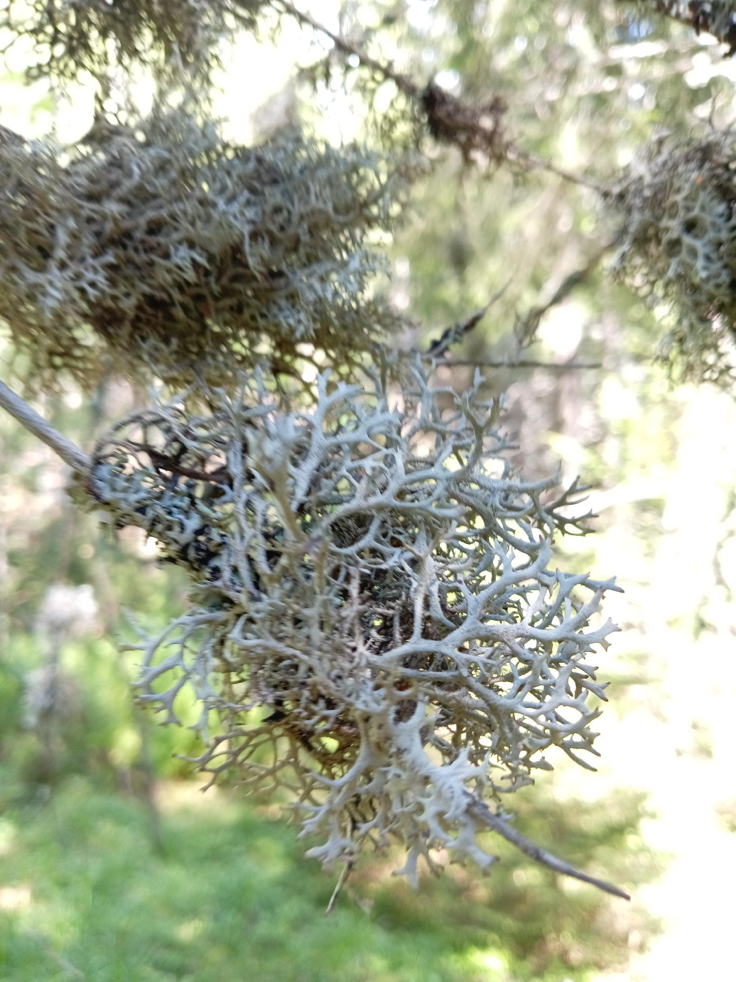 This is a close-up, ground-level, outdoor shot of a branch with lichen growing on it. The lichen is light gray and has a complex, branching structure that resembles coral or a miniature tree. The background is a blur of green foliage and bright, out-of-focus light, suggesting a wooded or natural environment. The focus is sharp on the lichen in the foreground, highlighting its intricate details. The lighting suggests it's daytime. There are no people or specific landmarks visible that would indicate a city or its location.