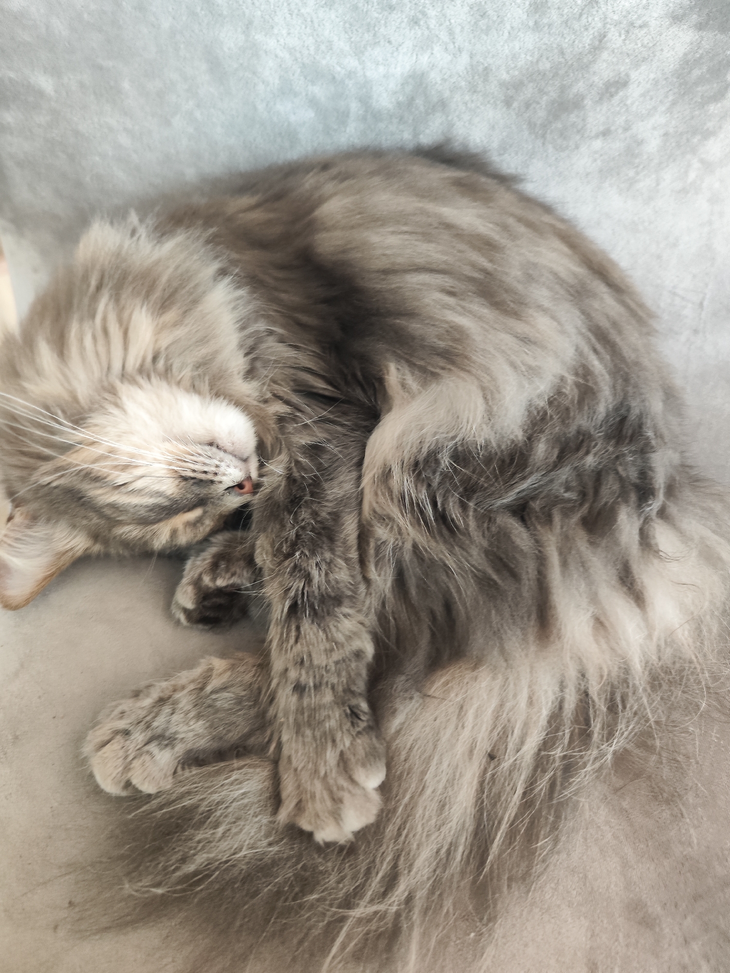 A medium-long haired cat, primarily gray with lighter gray and white markings, is curled up asleep. The cat is lying on what appears to be a light gray or beige surface. The location is not ascertainable from the image.