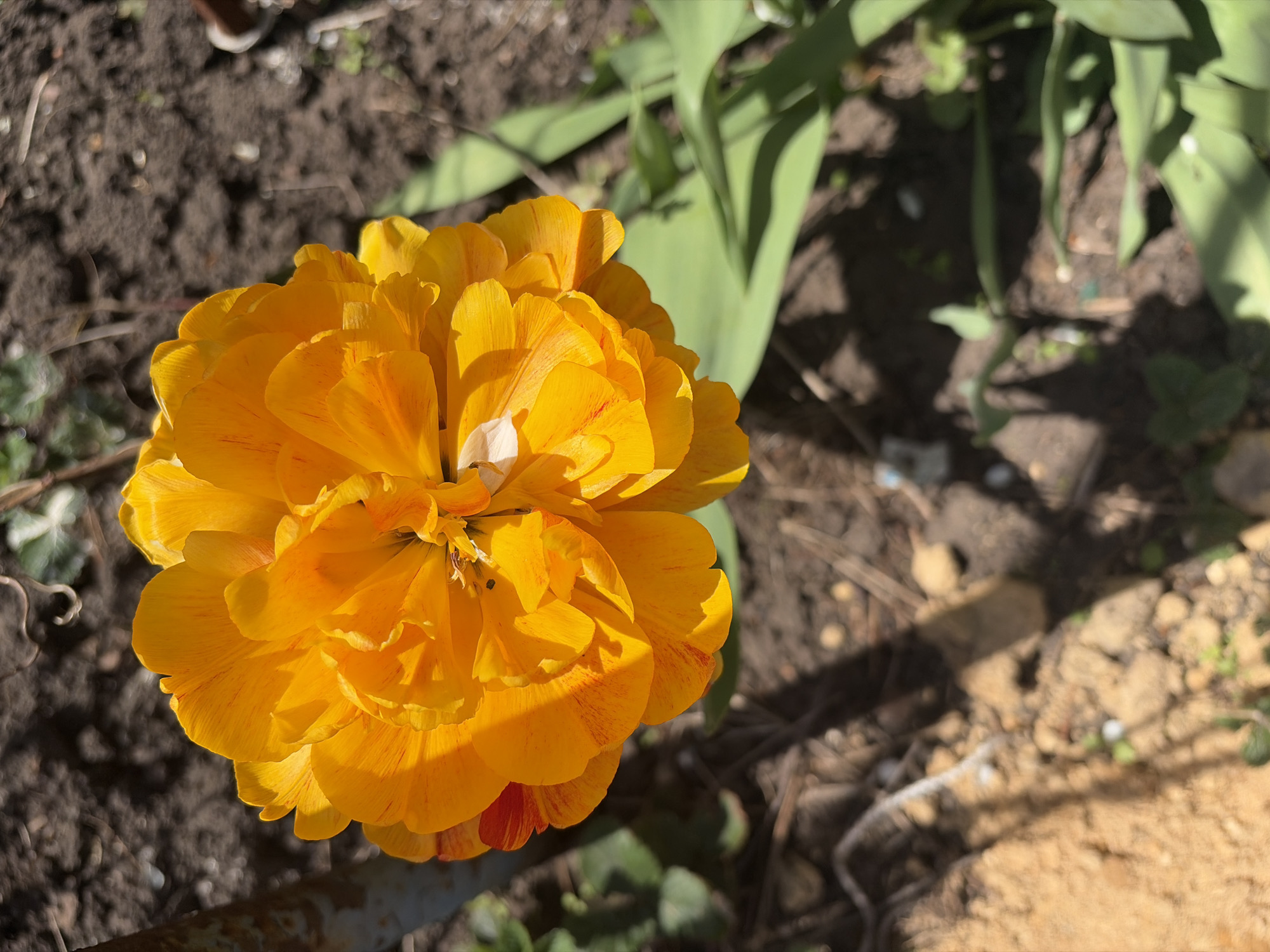 The image depicts a close-up, top-down view of a fully bloomed, vibrant yellow flower with multiple layers of petals. Some petals exhibit reddish streaks. The flower is positioned in a garden setting, with dark soil visible in the upper left corner and green foliage to the upper right. A shadow is cast across the lower right portion of the frame. A white piece of debris sits atop some of the petals in the center of the flower. The location is presumed to be Chaikovsky, Russia.