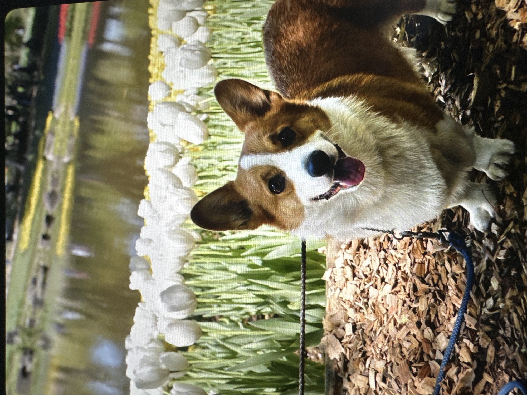 A corgi dog with brown and white fur stands in a park with a background of white tulips and a body of water. The dog is looking at the camera with its tongue sticking out. The ground in front of the dog is covered with wood chips. A blue leash is visible in the lower left corner of the image. The scene is brightly lit, suggesting it is daytime. The location is not specified as being in Tallinn, Estonia.