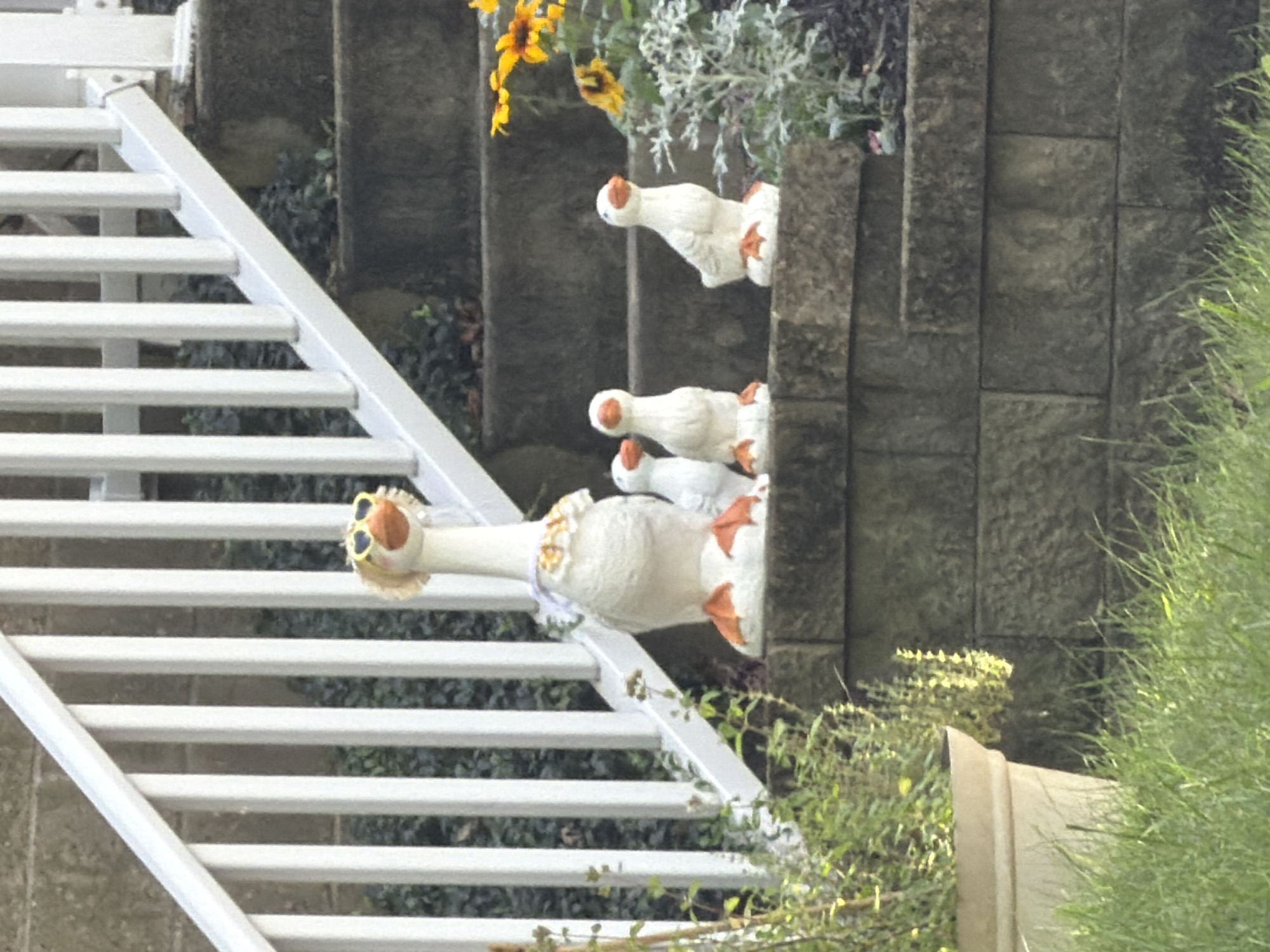 This image depicts a decorative arrangement of goose figurines on a tiered outdoor stairway. A large, white goose figurine, adorned with yellow sunglasses and a ruffled collar, stands prominently on a raised stone ledge. To its right, three smaller white goose figurines are positioned on the same ledge, facing different directions. Behind the figurines, a white banister runs along the side of the stairs, which are constructed of dark, textured stone. In the background, green foliage and yellow flowers are visible. The scene is captured in daylight, with the foreground showing a patch of green grass and a portion of a large, beige planter. The location is identified as Penn Hills, United States of America.