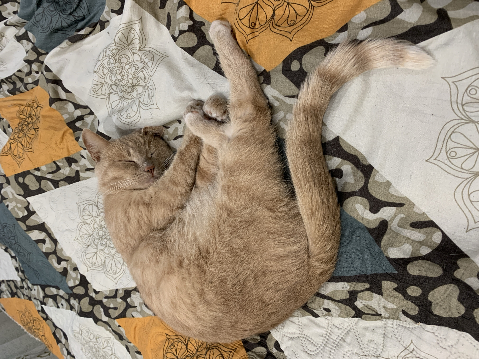 An orange tabby cat is curled up sleeping on a quilted blanket. The blanket has a geometric pattern with mandala-like designs in orange, white, teal, and dark grey. The cat is positioned in the center of the frame, with its tail extending towards the bottom right. The cat's eyes are closed, and its paws are tucked in. The lighting is natural, coming from above. The scene is indoors, likely on a bed. There are no people present in the image. The location in the city of Asha, Russia is not discernible from the image.