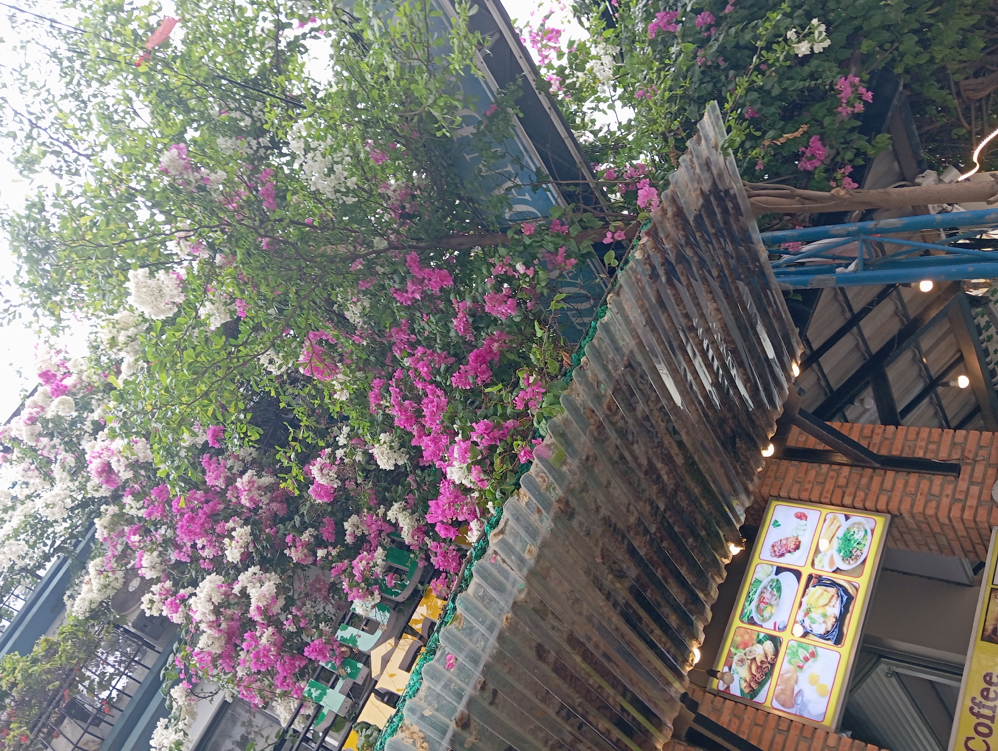 The image shows a street-level view of a building facade in Nha Trang, Vietnam, characterized by lush flowering bougainvillea vines cascading down from a balcony. The bougainvillea displays a vibrant mix of pink and white bracts, creating a dense floral canopy. In the foreground, a corrugated metal roof partially obscures the view of the building's lower levels. Below this roof, a menu board featuring various Vietnamese dishes is illuminated. The menu board is set against a brick wall, with exposed beams and lighting fixtures visible. A sign that reads "Coffee" is partially visible at the bottom left of the frame. The overall scene suggests an outdoor seating area or entrance to a cafe or restaurant, with the natural elements of the bougainvillea contrasting with the man-made structures.