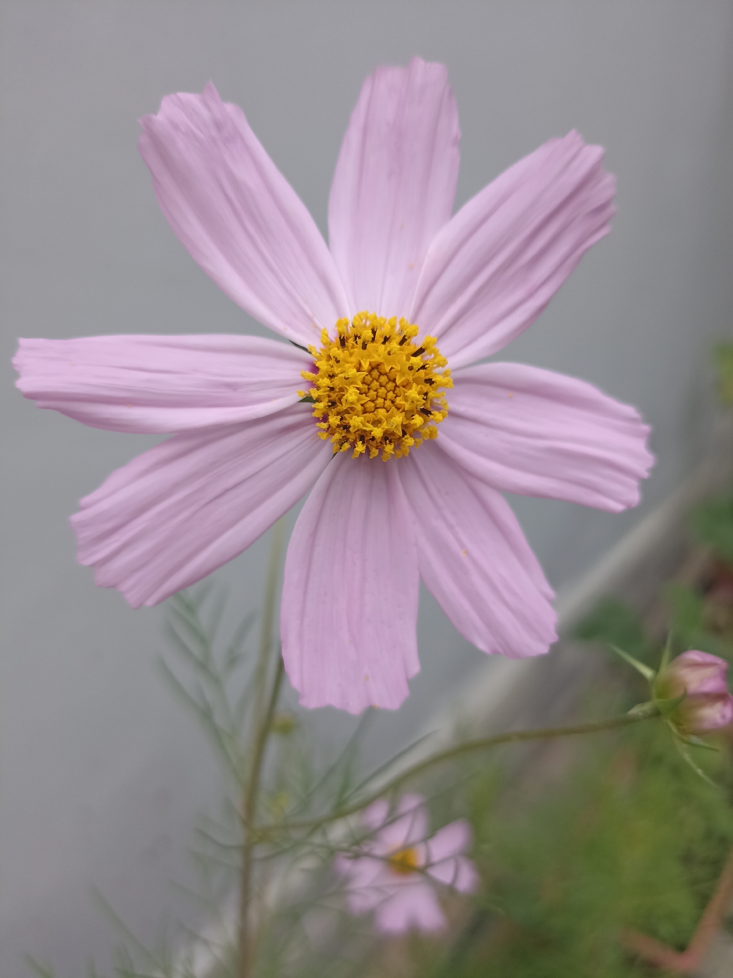 A close-up, vertical shot features a single, pale pink cosmos flower in full bloom. The flower has eight delicate petals that are slightly ruffled at the edges and a vibrant yellow center composed of numerous small florets. The background is a soft, out-of-focus grey, suggesting a neutral environment, possibly a wall or overcast sky. To the lower right, a pink flower bud is visible, also out of focus, along with some green foliage. The lighting appears soft and diffused, highlighting the textures of the petals and the intricate details of the flower's center. The image was captured in Gusar, Azerbaijan, but the specific location within the city is not discernable from the visual information provided.