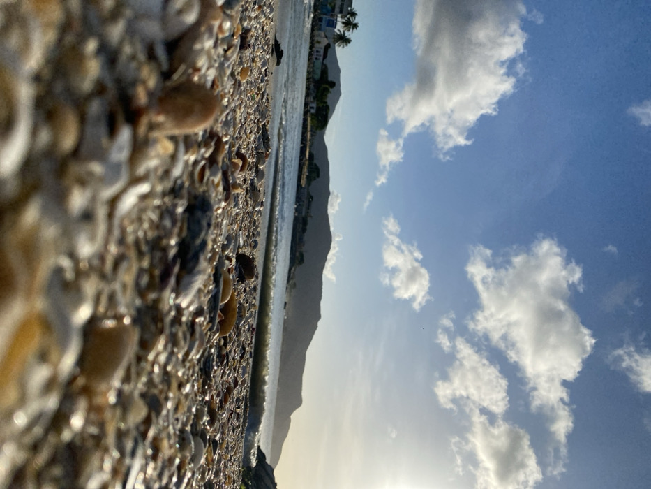 A sunlit beach scene shows a coastline with a mountain in the background. The foreground is filled with shells and sand. The ocean water separates the beach from the land with buildings and palm trees. The sky is blue with scattered white clouds. The image is taken from a low angle, emphasizing the texture of the shells and the vastness of the sky.