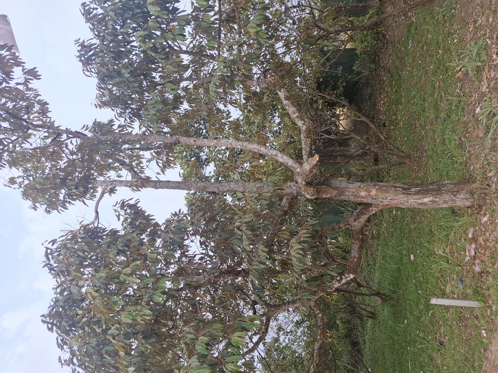 A medium shot captures a tree with a thick, gnarled trunk and several branches spreading outwards. The branches are adorned with abundant green leaves, some of which appear to have a brownish hue. The tree is situated in a grassy area, with patches of dry leaves scattered on the ground. In the background, other trees and vegetation are visible, along with a wall or fence and what appears to be a building. A small concrete post stands in the foreground, and some plastic bottles and debris are scattered near its base. The sky above is overcast with a pale, hazy appearance. This scene is located in Ciheulang Tonggoh, Indonesia.