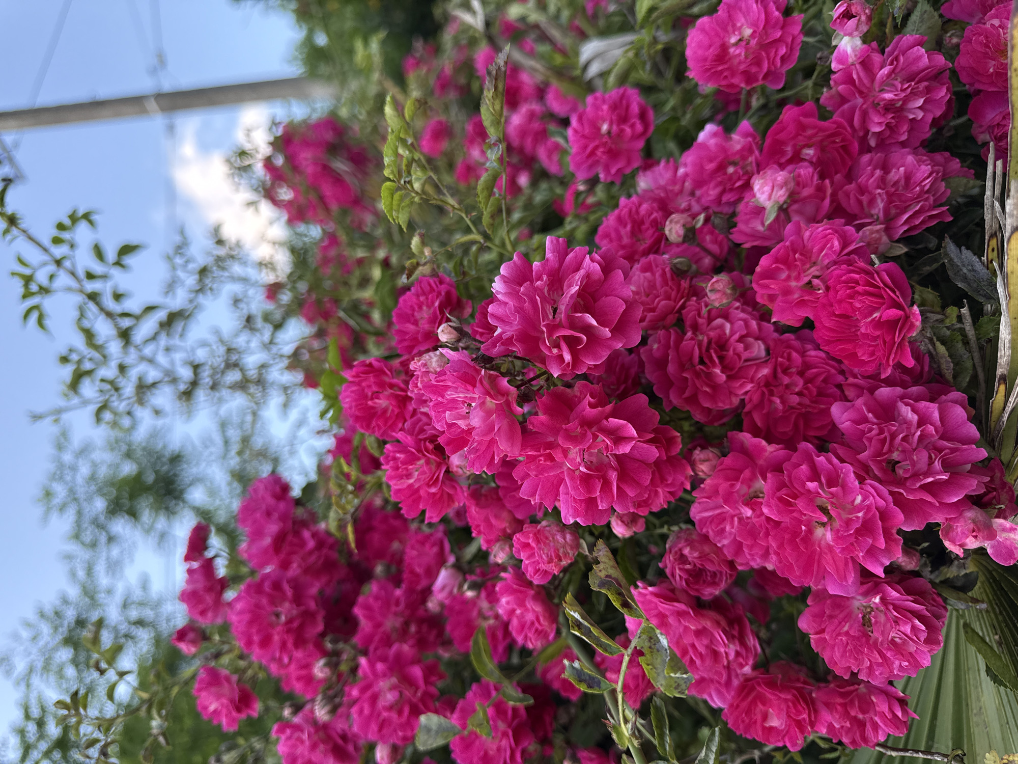 A dense cluster of vibrant pink roses fills the foreground and midground of this outdoor scene. The roses have numerous ruffled petals and appear to be growing on a bush with green leaves. In the background, out-of-focus foliage and a bright blue sky with scattered white clouds are visible. A grey utility pole and electrical wires are also present in the background, suggesting an urban or suburban environment. The image does not contain any people or animals, and no specific actions are depicted. The scene is consistent with a garden or park area in Kroyanskoye, Russia, where such floral displays are common during blooming seasons. The lighting suggests it is daytime.