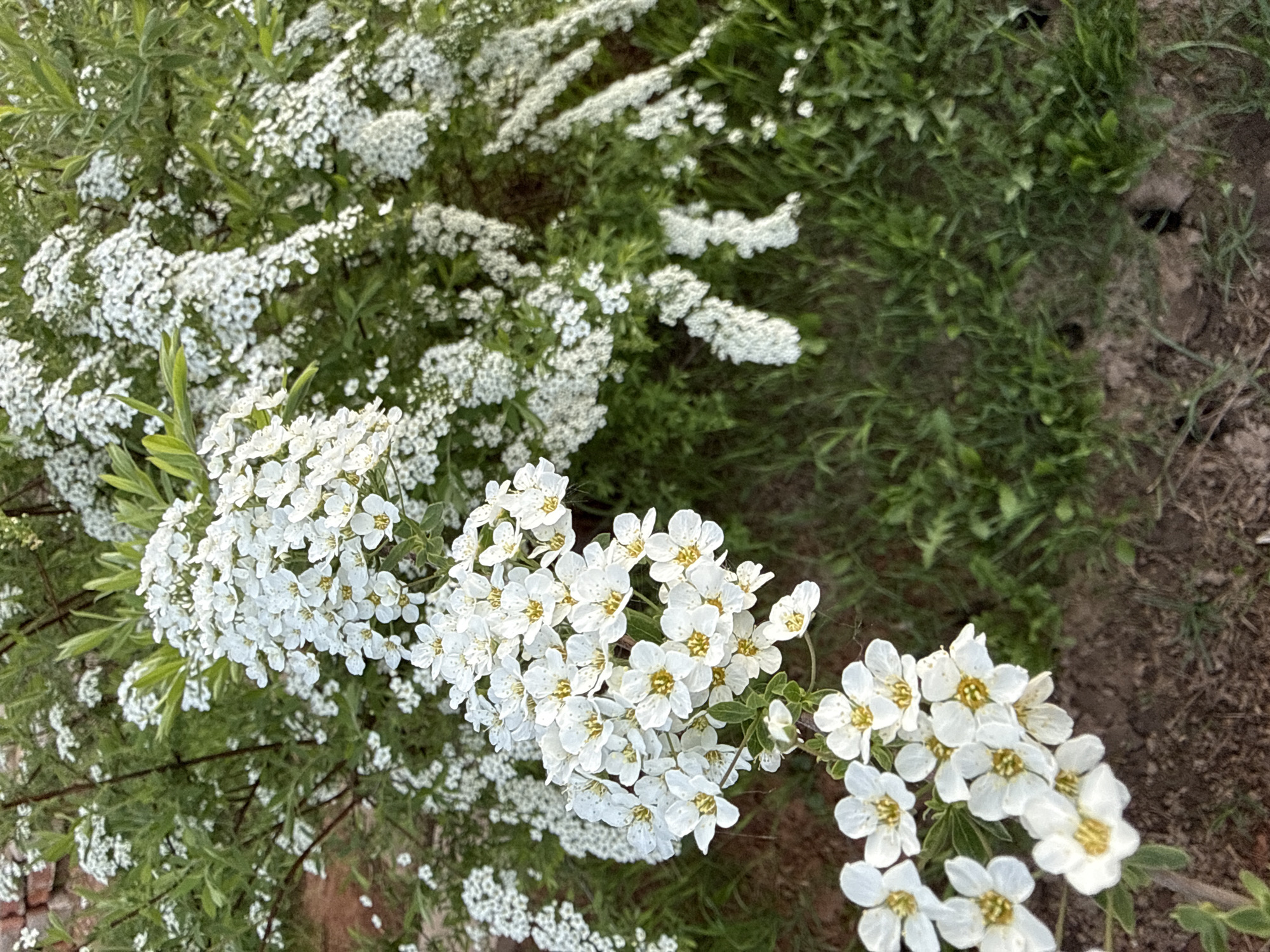 The image shows a ground-level view of a flowering shrub, likely Spiraea, with abundant clusters of small white flowers. The blooms are concentrated in the foreground and extend into the background. The foliage is primarily green, with patches of grass and bare soil surrounding the plant. The photograph's perspective is downward, providing a top-down view of the plant and the surrounding environment. The image includes no visible people or animals. The exact location within Lenino, Russia, cannot be determined from the image alone.