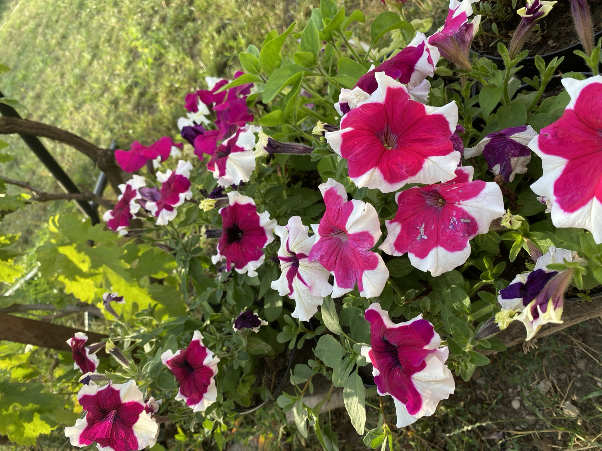 The image shows a close-up of a planter filled with petunias. The petunias have a distinctive bicolor pattern, with bright magenta petals fading to white at the edges. Some of the flowers are fully open, revealing their dark centers, while others are still in bud. The flowers are clustered together, creating a vibrant display of color. The planter is placed outdoors, with green grass and a tree trunk visible in the background. The lighting suggests it is daytime, possibly morning or late afternoon, given the soft, warm light. The scene appears to be a garden or outdoor living space. There is no indication of the specific location within Kropyvnytskyi, Ukraine.