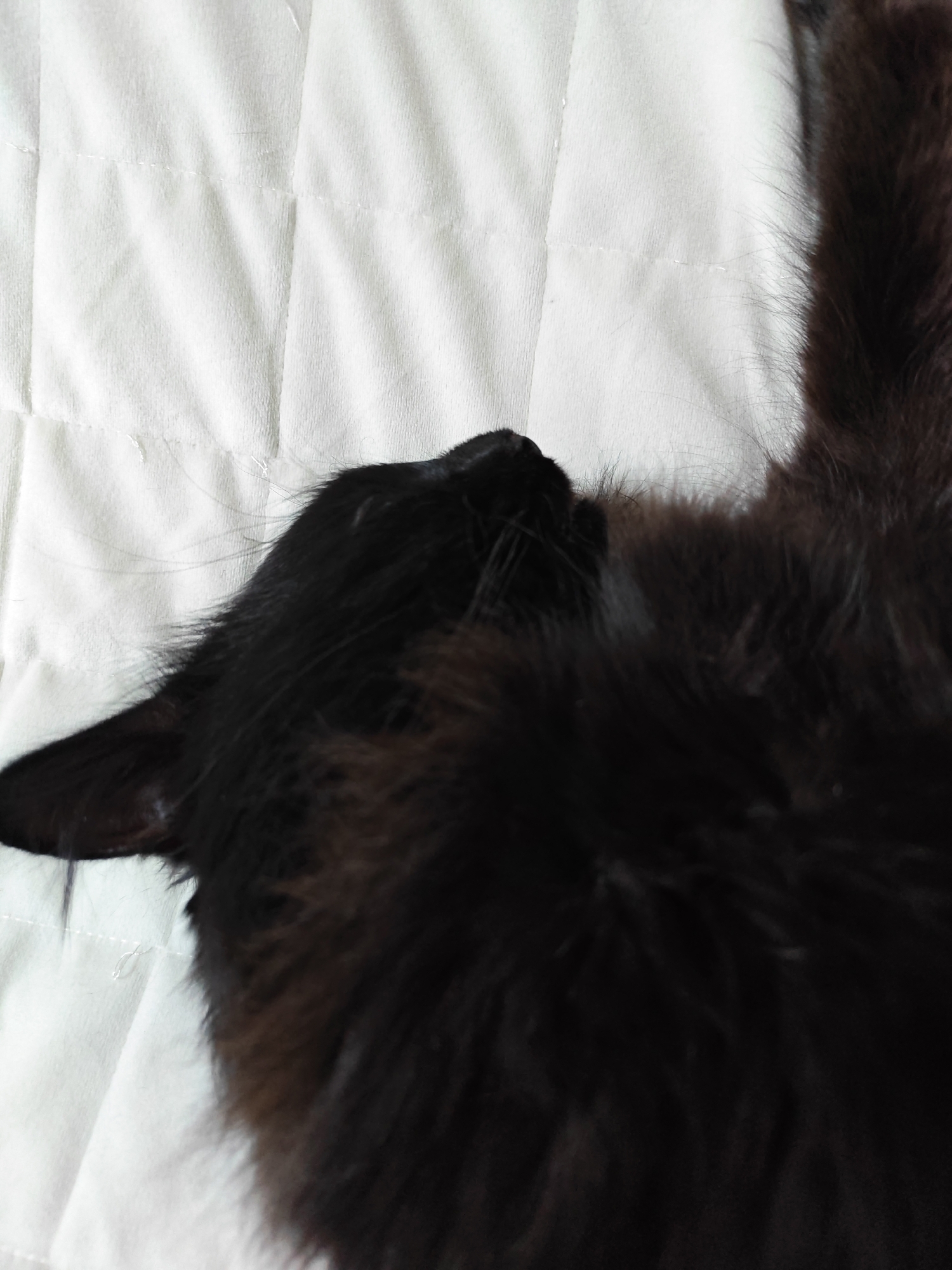 A black cat is lying on its back on a white quilted surface. The cat is mostly in shadow, but its fur appears to be long and fluffy. The white surface has a textured pattern of squares formed by stitching. The image is taken from a top-down perspective. The location is unknown.