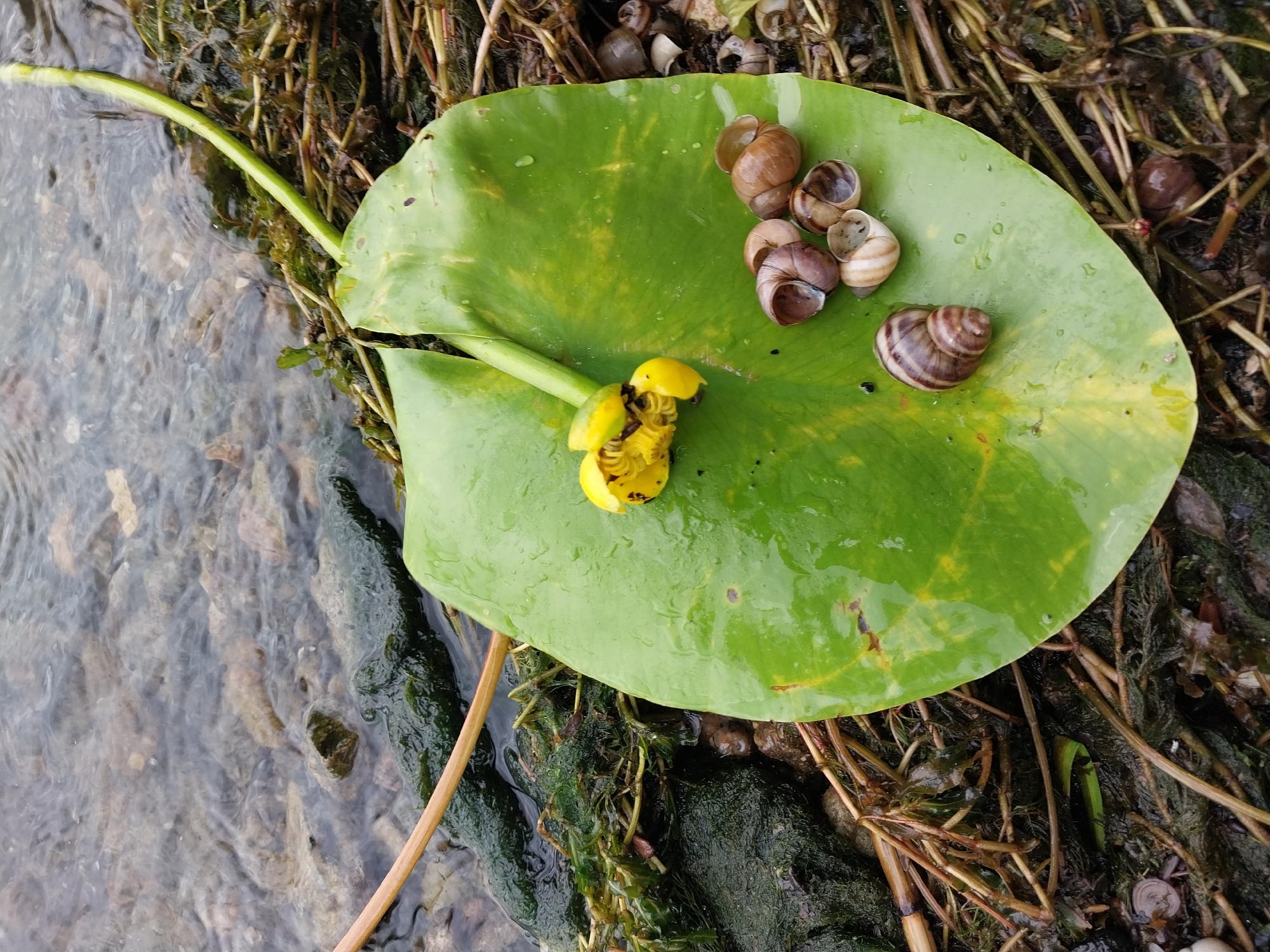 A yellow water lily flower and several small, coiled snail shells are resting on a large, wet, green lily pad. The lily pad is partially submerged in shallow, murky water with small stones and aquatic plants visible beneath the surface. The scene appears to be in a natural water body, possibly a pond or slow-moving river. There are no people or man-made structures in the image. The location is Stari Kodaky, Ukraine.