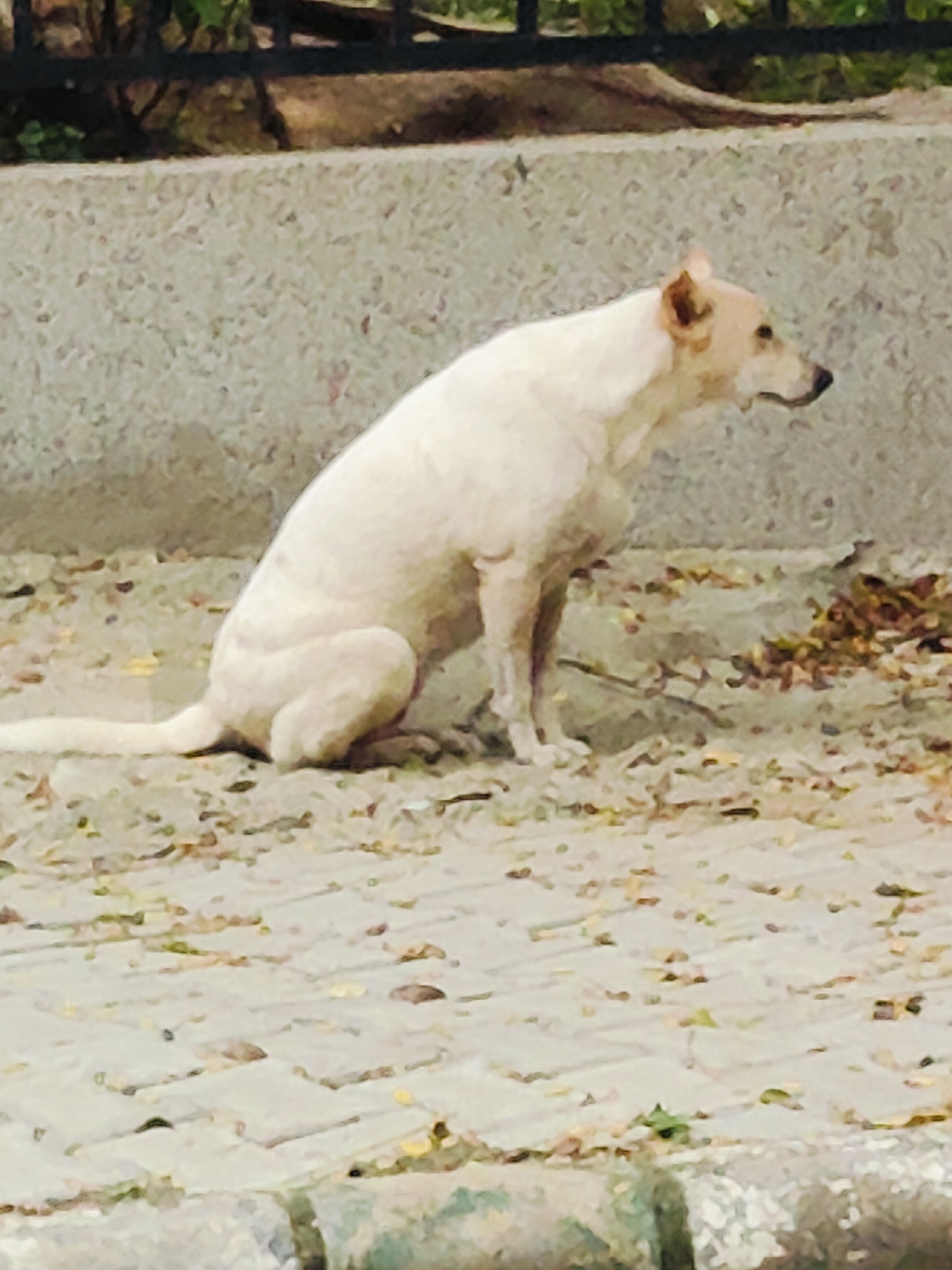 A medium-sized, light-colored dog is sitting on a paved surface in Gurgaon, India. The dog is facing to the right and appears to be looking slightly downwards. Its fur is a pale cream or white color, and it has some darker markings around its ears. The paved surface is made of interlocking stones and is partially covered with fallen leaves and debris. Behind the dog, there is a low, textured wall, and beyond that, a dark railing with some greenery visible above it. The overall environment suggests an outdoor urban setting, possibly a park or a sidewalk. The lighting indicates it is daytime, with shadows cast on the ground.