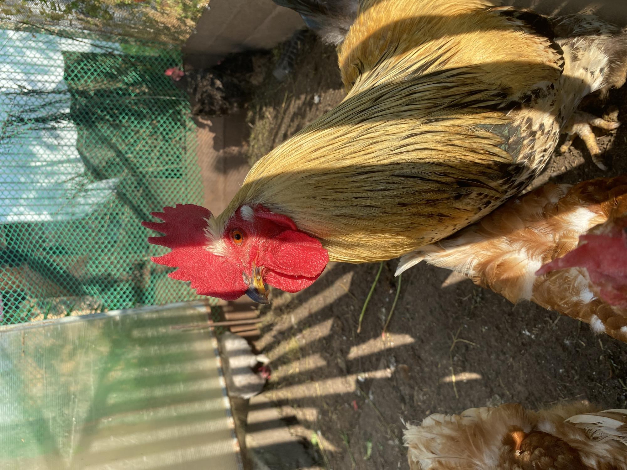 The image is a close-up, eye-level shot of a rooster in an outdoor enclosure. The rooster, predominantly golden-brown with black and green iridescent feathers, is positioned in the right foreground, facing left. Its bright red comb and wattles are prominent. In the lower left and center foreground, parts of at least two other chickens, appearing to be hens with brown and white plumage, are visible. The ground is dirt, with patches of dry grass and a few scattered green stalks. Sunlight casts distinct striped shadows across the ground, originating from the fencing and structure of the enclosure. The enclosure itself is partially visible, with elements of what appears to be a greenhouse or plastic sheeting on the left and a green mesh fence on the upper right. In the background, through the fence, there are hints of a wooden structure and some vegetation. The scene depicts a domestic fowl enclosure, likely in a rural or suburban setting, consistent with a backyard in Votkinsk, Russia.