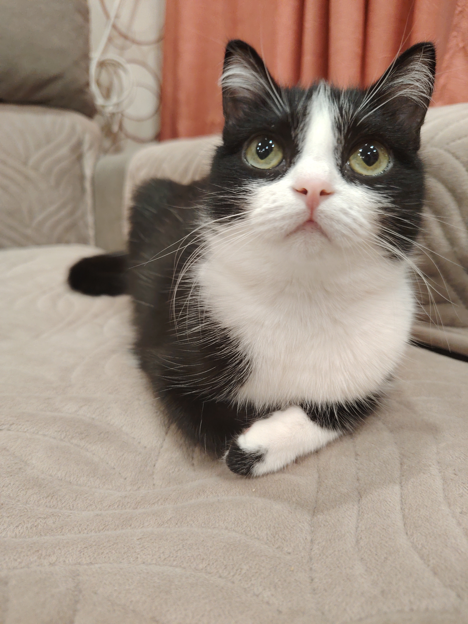A black and white domestic cat is positioned centrally, facing slightly upward and forward. The cat exhibits a tuxedo coat pattern, predominantly black with a distinct white chest, belly, and a white blaze extending from its nose to between its light green eyes. Its front paws are tucked beneath its body, with the right paw slightly extended forward. The cat's pupils are moderately dilated, reflecting multiple light sources. Prominent white whiskers extend from its muzzle. The cat rests on a light beige, plush, ribbed textile surface, likely a sofa or blanket. In the background to the left, a blurry light-colored furniture piece with a similar texture is visible. Towards the center-left background, an out-of-focus white object with swirling patterns is present. The right side of the background features a blurry terracotta-colored curtain with vertical folds. The scene is indoors, well-lit. Location in the city of Unknown, Unknown.