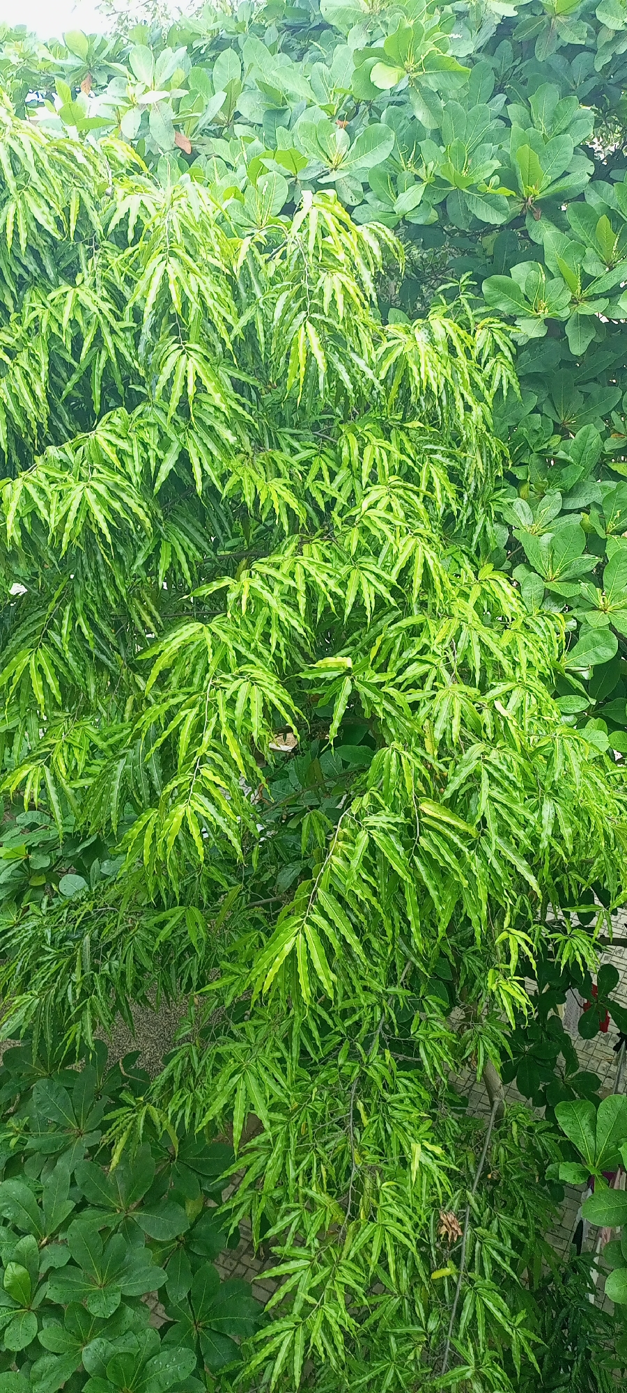 An eye-level, vertical shot captures a dense cluster of green foliage. In the foreground, a tree with finely serrated, elongated leaves dominates the frame. These leaves are a vibrant green, with some showing a slight yellowing towards their tips, and they hang in cascading branches. Behind this, larger, smoother, oval-shaped leaves of a darker green are visible, creating a layered effect. The background hints at a slightly brighter, perhaps overcast, sky. The overall impression is one of lush, natural growth, likely in an outdoor environment. There are no people or animals in the frame, and no specific urban or man-made elements are clearly identifiable beyond a possible hint of pavement or ground covering in the lower right corner.