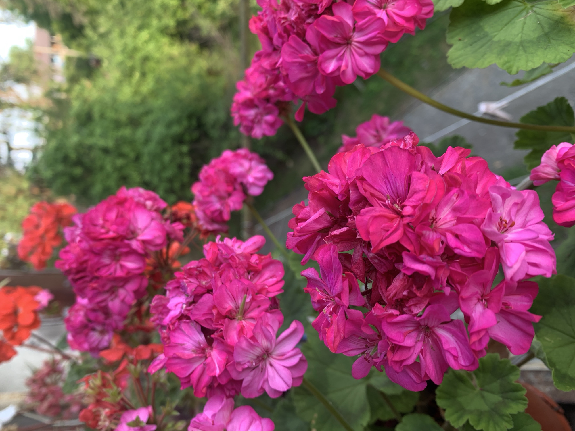 This is a close-up, slightly angled photograph of vibrant pink geranium flowers in bloom. The flowers are clustered in several bunches, with a few in sharp focus in the foreground and others blurred further back. The petals are layered and textured, showing variations in shade from bright fuchsia to a softer pink. Some green leaves are visible beneath and around the flowers. In the background, out of focus, are more flowers in shades of red and pink, as well as lush green foliage and a hint of a building and trees suggesting an outdoor setting. The scene appears to be in a garden or balcony, possibly in Yuada-Gulrypsh, Abkhazia. There are no people or animals visible.