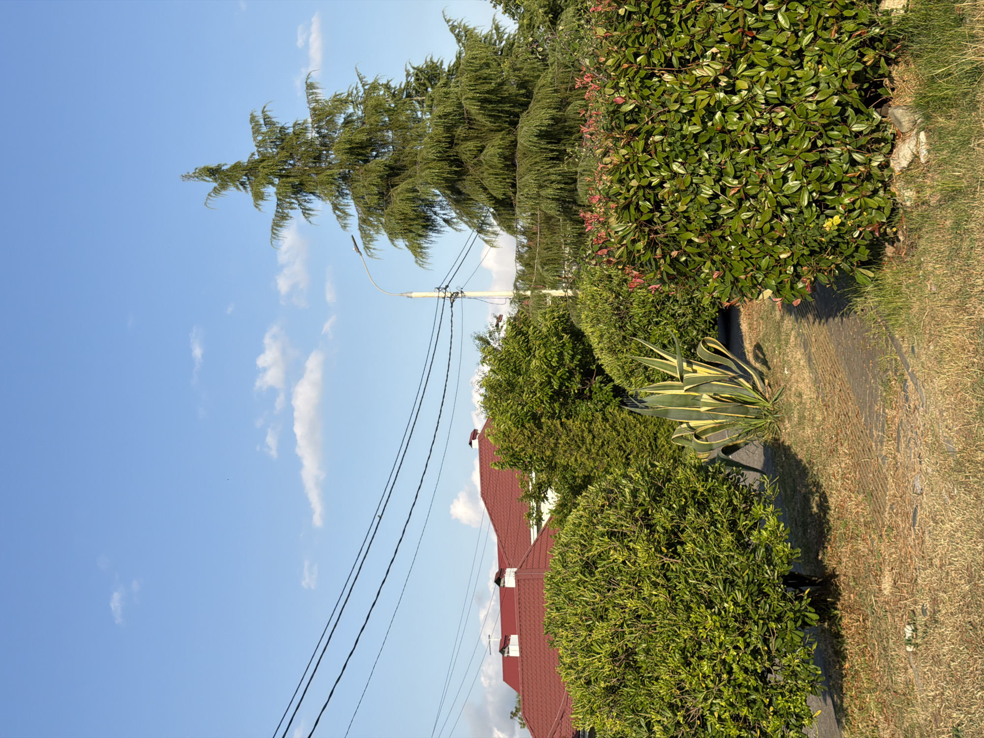 The image depicts an outdoor scene with a clear blue sky and scattered white clouds. In the foreground, there are lush green bushes and a large tree with drooping branches, possibly a cypress or cedar. A red-tiled roof of a building is visible behind the bushes. Electrical wires stretch across the sky, supported by a utility pole.
The ground is covered with dry, yellowish grass and a paved path, suggesting a sunny and possibly dry period. A spiky plant with variegated green and yellow leaves is also present. The lighting indicates it is daytime, likely late afternoon or early morning due to the long shadows. The setting appears to be a residential area with well-maintained landscaping. There are no people or specific activities visible. The overall mood is peaceful and natural. The location context provided is Sirius, Russia.