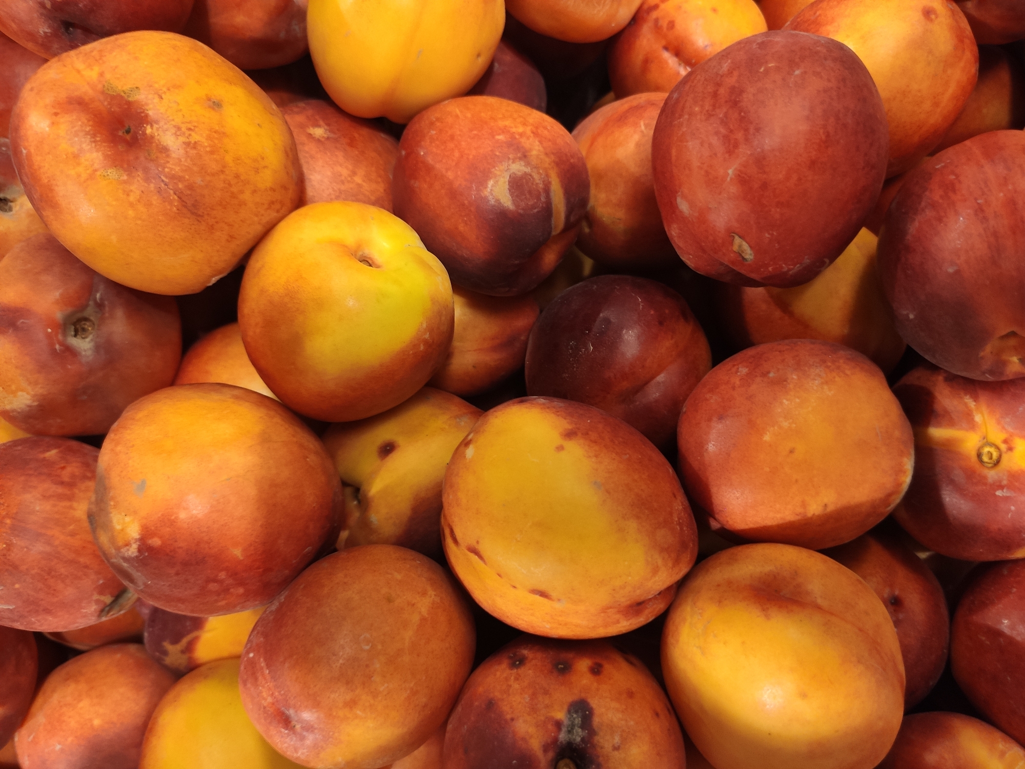 The image is a close-up, overhead shot of a large pile of ripe nectarines. The fruits are round to oval-shaped and display a gradient of colors, ranging from bright yellow and orange to deep red and maroon, with some exhibiting subtle freckles or blemishes. They are tightly packed together, obscuring any background details or the surface they are resting on. The lighting suggests an indoor setting, possibly a market stall or a retail display. There is no indication of a specific location in Tashkent, Uzbekistan, or any people or actions taking place. The focus is entirely on the texture and color variations of the nectarines.