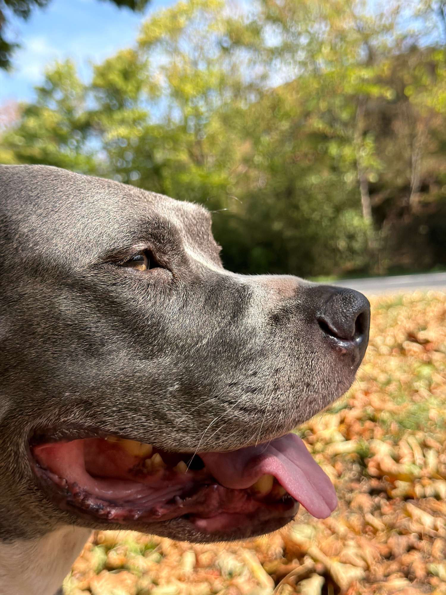 A close-up, side-profile photograph captures the face of a grey pit bull dog. The dog's mouth is open, with its pink tongue extended. The background is a soft focus of green trees against a blue sky, and a patch of dried, orange leaves covers the ground. The scene is set outdoors, likely in a park or wooded area, within the city of Esch-sur-Alzette, Luxembourg.
