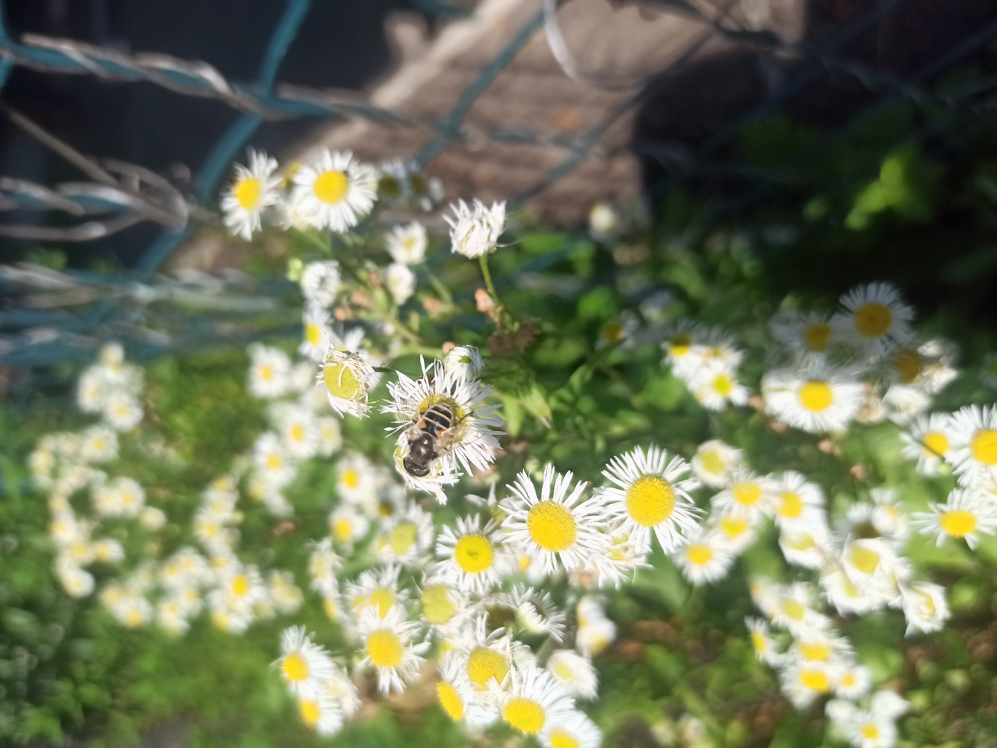 A close-up, slightly out-of-focus shot depicts a cluster of small white daisy-like flowers with yellow centers. A honeybee is perched on one of the flowers, its body angled towards the center. The flowers are growing amidst green foliage, and a portion of a wire fence is visible in the background, casting a shadow on the scene. The lighting suggests it is daytime.