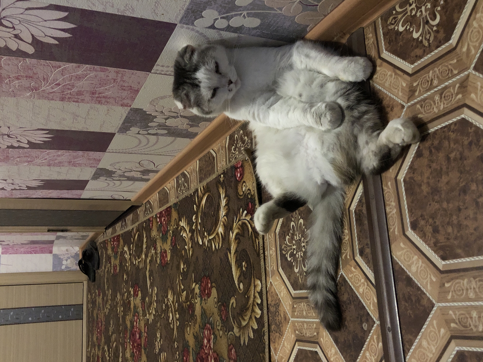 A fluffy, white and grey cat is lying on its back with its paws in the air, on a brown and tan patterned tiled floor in a room in Noviy, Russia. The cat has a grey head and a long, grey striped tail. The wall adjacent to the floor is covered in a brown and gold floral patterned wallpaper, and above that is a section of patterned wallpaper in pink, purple, and white. A pair of black shoes hang on the wall near a light-colored door.