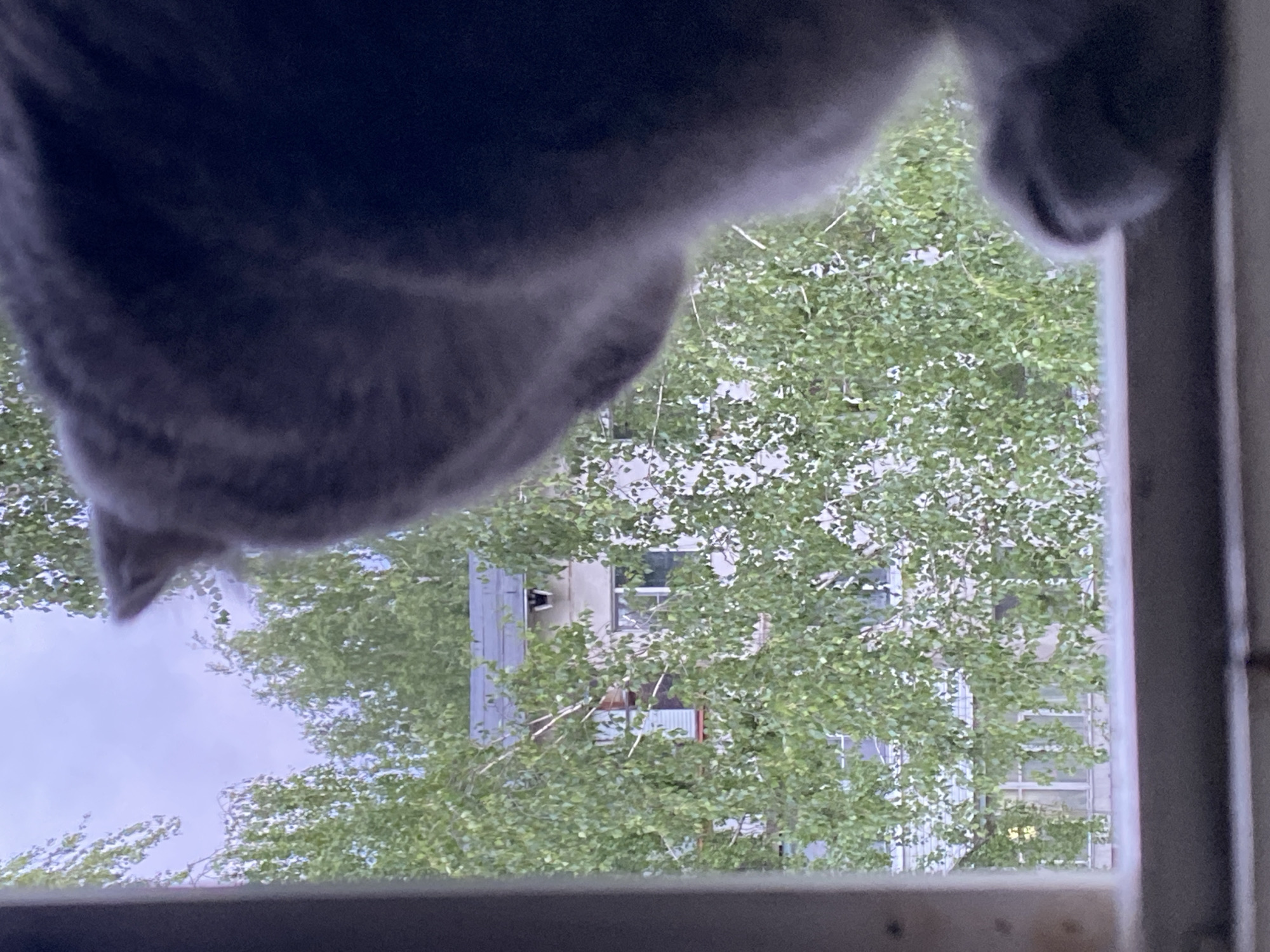 A gray cat's head and paw are partially in the foreground, observed through a window. Outside, a tree with green leaves partially obscures a building with multiple windows. The location is potentially Chaikovsky, Russia.