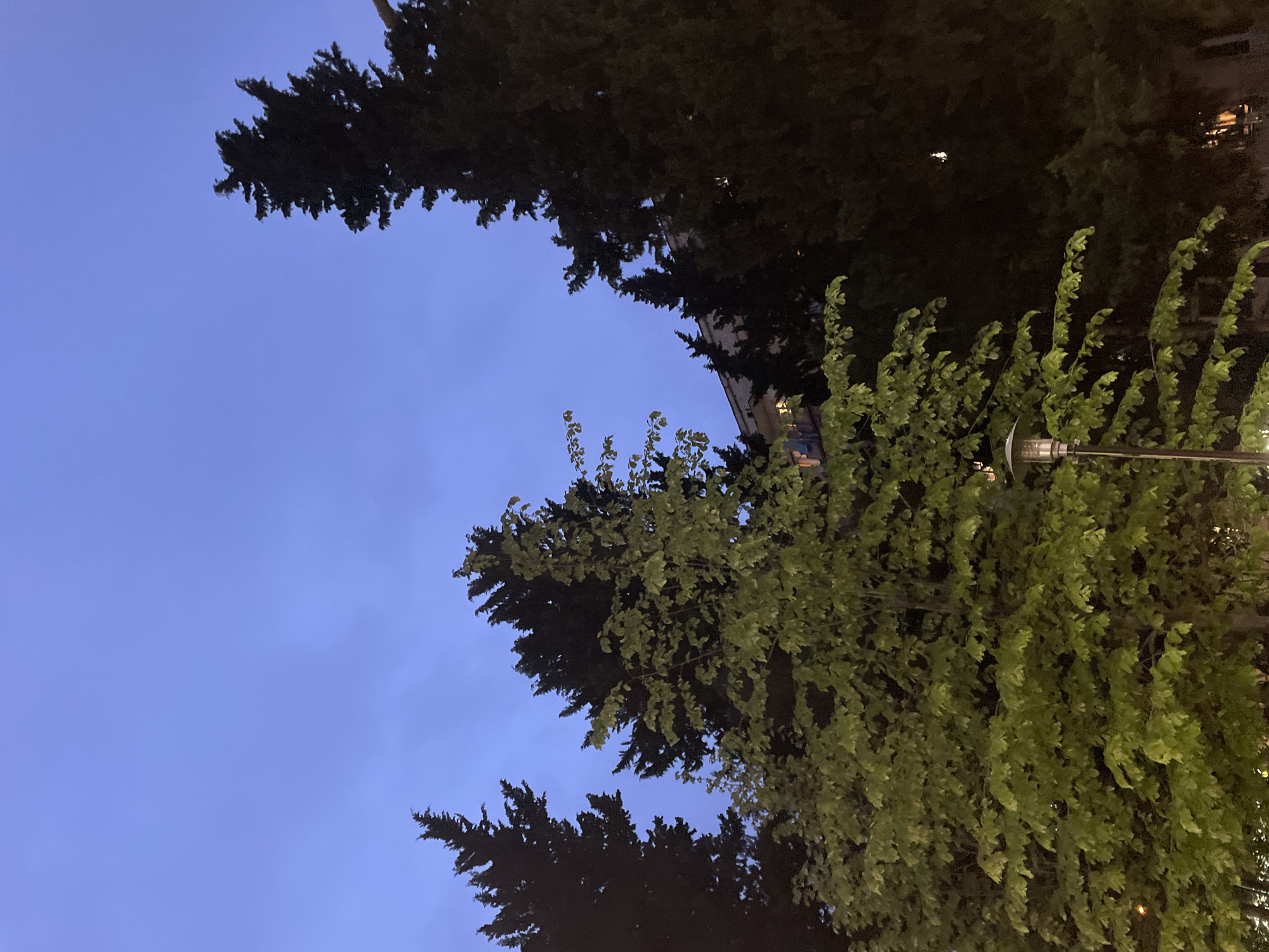 The image, oriented upright, presents a twilight or early evening scene looking skyward through tree foliage in Tbilisi, Georgia. The upper and left portions of the frame are dominated by a clear, deep blue sky, characteristic of dusk.
Several trees are prominent subjects. Dark, evergreen trees with dense canopies, possibly cypress, frame the left and upper edges, appearing mostly as silhouettes against the sky. On the right side, a deciduous tree with vibrant, light green leaves extends into the frame, partially illuminated, suggesting a nearby light source. A modern street lamp with a glowing light is visible on the far right, partially obscured by the foliage of this lighter tree.
In the background, behind the darker trees, a section of a building with a light-colored facade can be faintly discerned. A few distant, indistinct lights from buildings or other street fixtures are visible through the dense tree cover in the darker areas. The scene is static, capturing a quiet transition from day to night in an urban setting. No human activity or visible text is present.