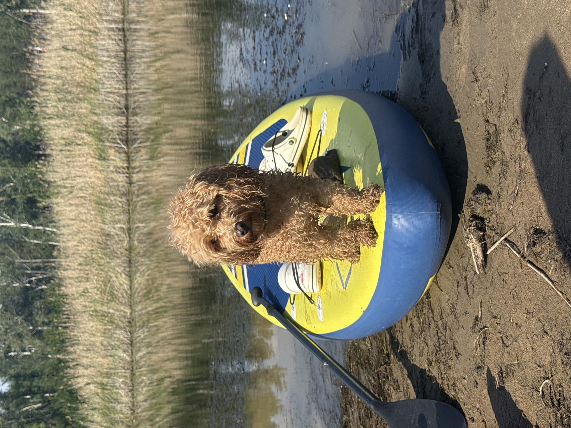 A medium-sized, curly-haired, light brown dog sits on a yellow and blue paddleboard pulled ashore on a sandy bank next to a calm body of water. A black paddle lies on the left side of the paddleboard. A pair of white sneakers is visible on the right side of the paddleboard. The water is murky and reflects the tall, dry reeds and trees on the opposite bank, creating a blurred background. The sun is shining, casting shadows on the sand. The image was taken outdoors. The location is Pribrezhnyi, Russia.