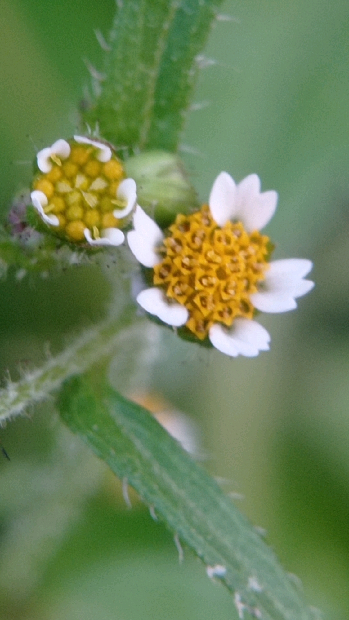 Two small flowers with yellow centers and white petals are shown in close-up. One flower appears to be fully open, while the other is partially closed. They are growing on a green stem with small hairs. The background is a blurred green, suggesting foliage. The location is Mulyoagung, Indonesia.
