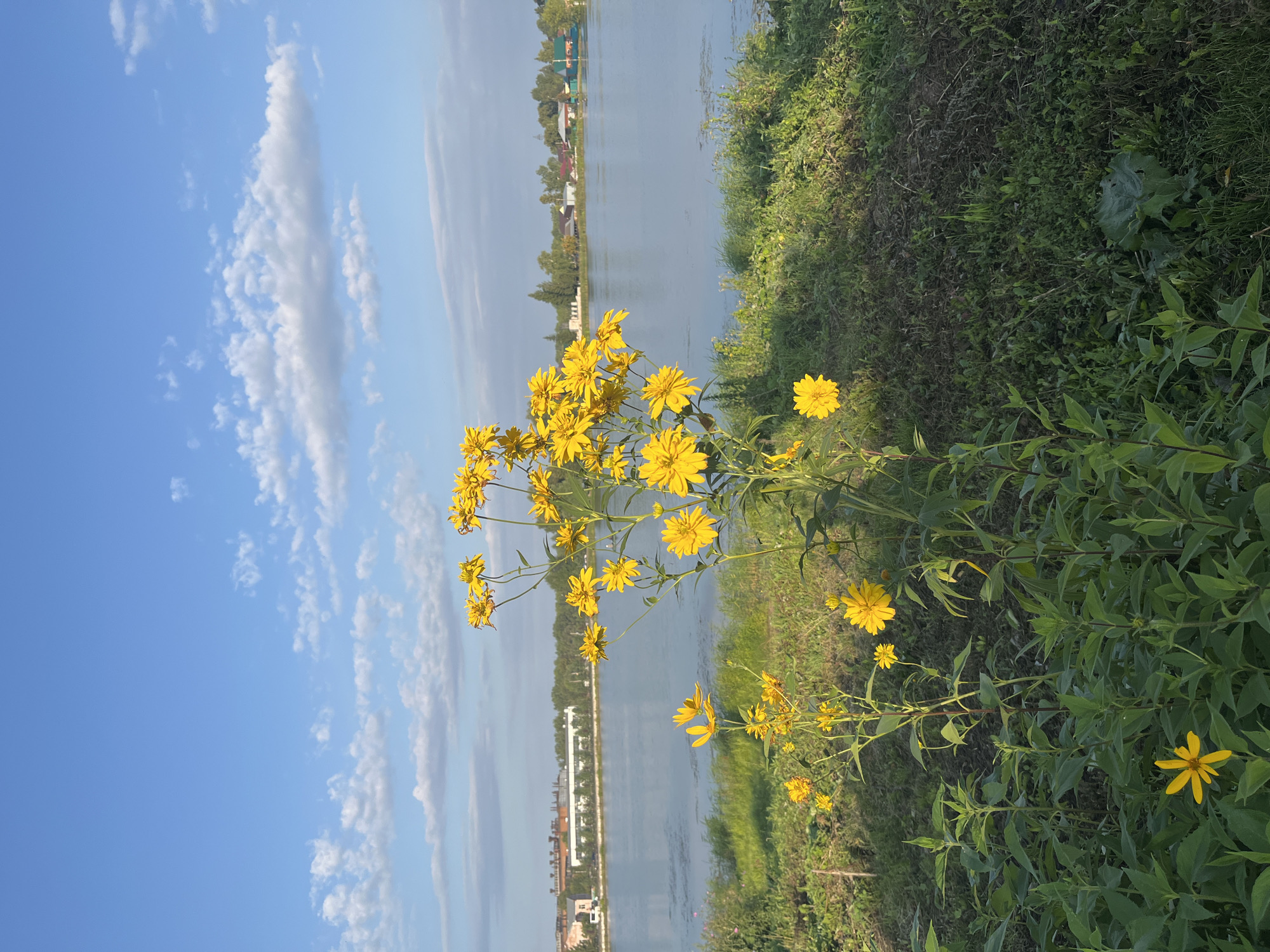 This is a vertical, eye-level, outdoor, daytime photograph showing a cluster of yellow flowers in the foreground. The flowers are tall and bushy, with multiple blooms ranging in size and some in various stages of development. They are positioned on the right side of the frame, with their stems and leaves extending downwards and across the lower portion of the image.
Behind the flowers, a body of water, likely a river or lake, occupies the middle ground. The water is calm and reflects the blue sky. On the far bank, a line of buildings and trees is visible. To the left of the water, a row of industrial buildings with smokestacks can be seen. On the right side of the far bank, there appear to be residential buildings with red and green roofs, suggesting a village or town.
The sky is a clear blue with scattered white, wispy clouds. The lighting suggests it is late afternoon or early evening, with the sun casting a warm glow on the scene. The foreground is dominated by green grass and the flowering plants.
The scene is consistent with the landscape found along the banks of the Belaya River in Ufa, Russia, particularly in areas that combine natural vegetation with views of industrial and residential development.