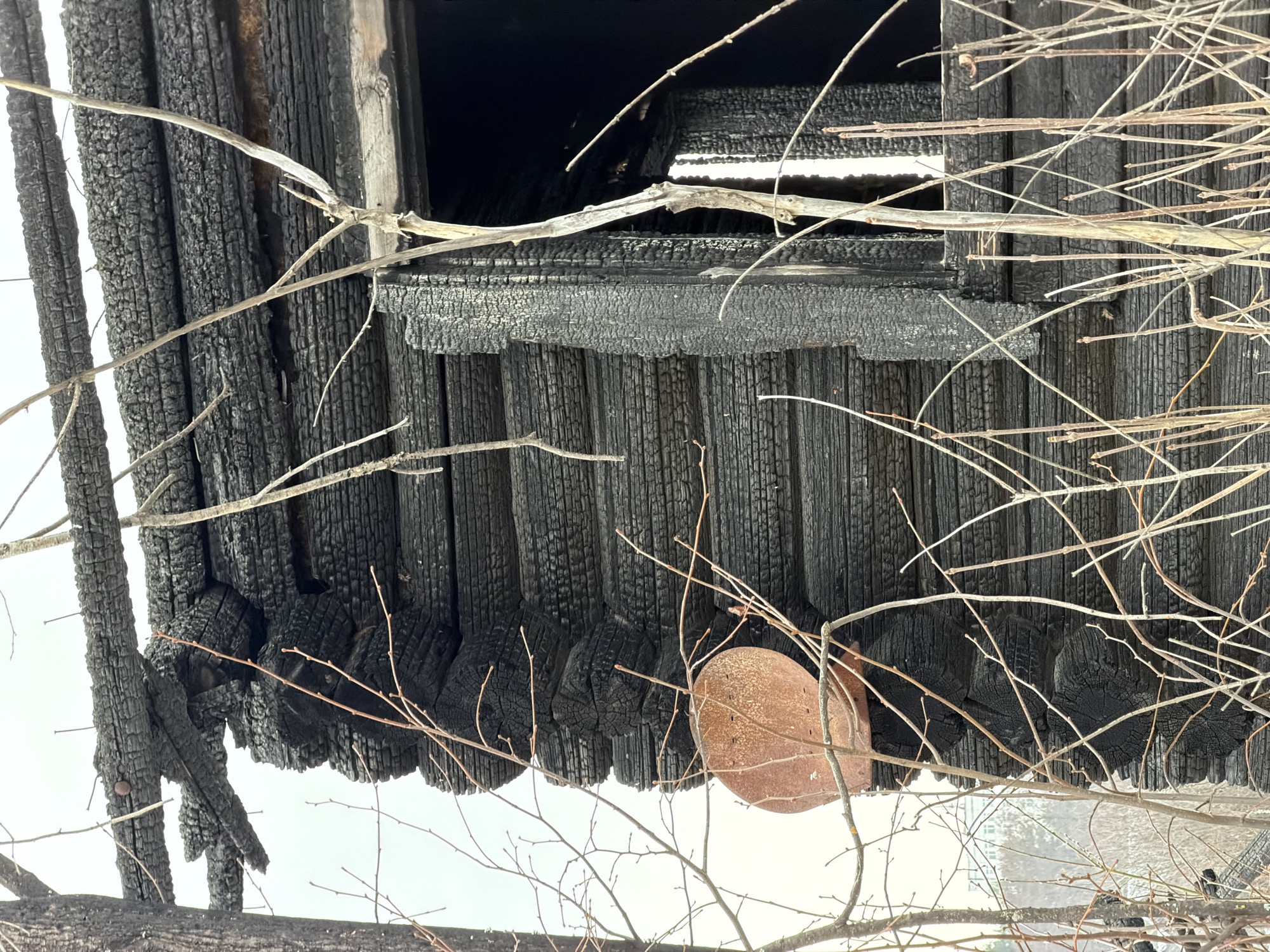 The image displays a forensic view of a severely fire-damaged log structure in Chaikovsky, Russia, observed under an overcast sky. The primary subject is the charred exterior corner of a wooden building, constructed from horizontally stacked and interlocked logs, all uniformly blackened and textured by extensive burn damage. Protruding nails are visible in the upper sections of the charred logs. A rectangular window opening, absent of glass, reveals a blackened frame and a dark interior, with a vertical sliver of light apparent within the right side of the opening. To the left of the window and closer to the corner, a round, rusted, reddish-brown metal object, resembling a small dish or shield, is affixed to the charred log wall. The foreground is occupied by numerous bare, dormant branches and twigs from deciduous trees, partially obscuring the burned structure. In the distant background, beyond the bare trees and foliage, a multi-story, light-colored building with dark windows is partially visible. No individuals or active subjects are present.