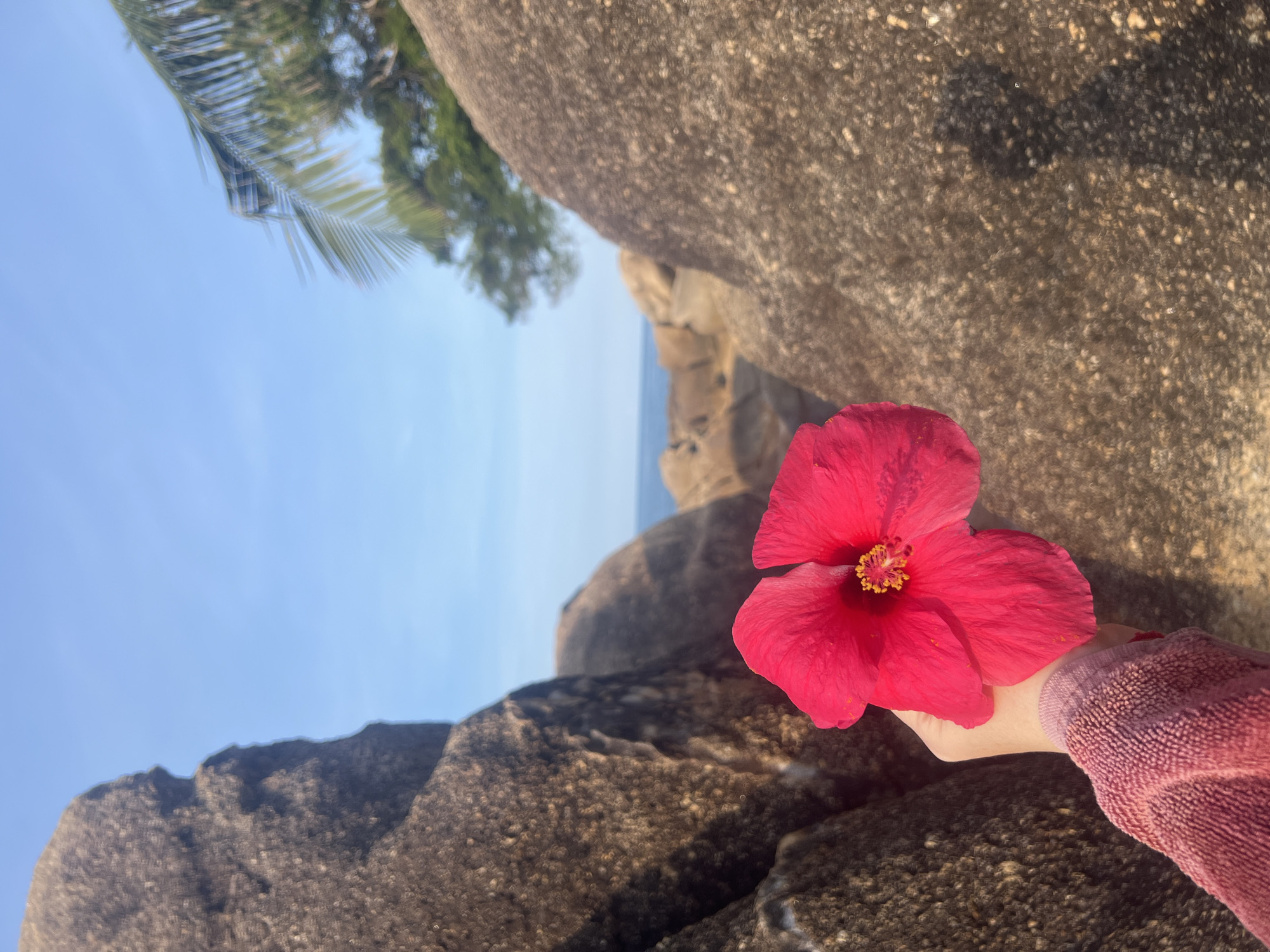 A hand in a pink textured garment holds a bright pink hibiscus flower in the foreground. The flower is positioned between large, weathered granite boulders. In the background, the ocean is visible under a clear blue sky, with the fronds of a palm tree and other greenery suggesting a tropical coastal environment. The scene is set in the Ko Samui District of Thailand, likely on a beach or coastal area characterized by its distinctive rock formations.