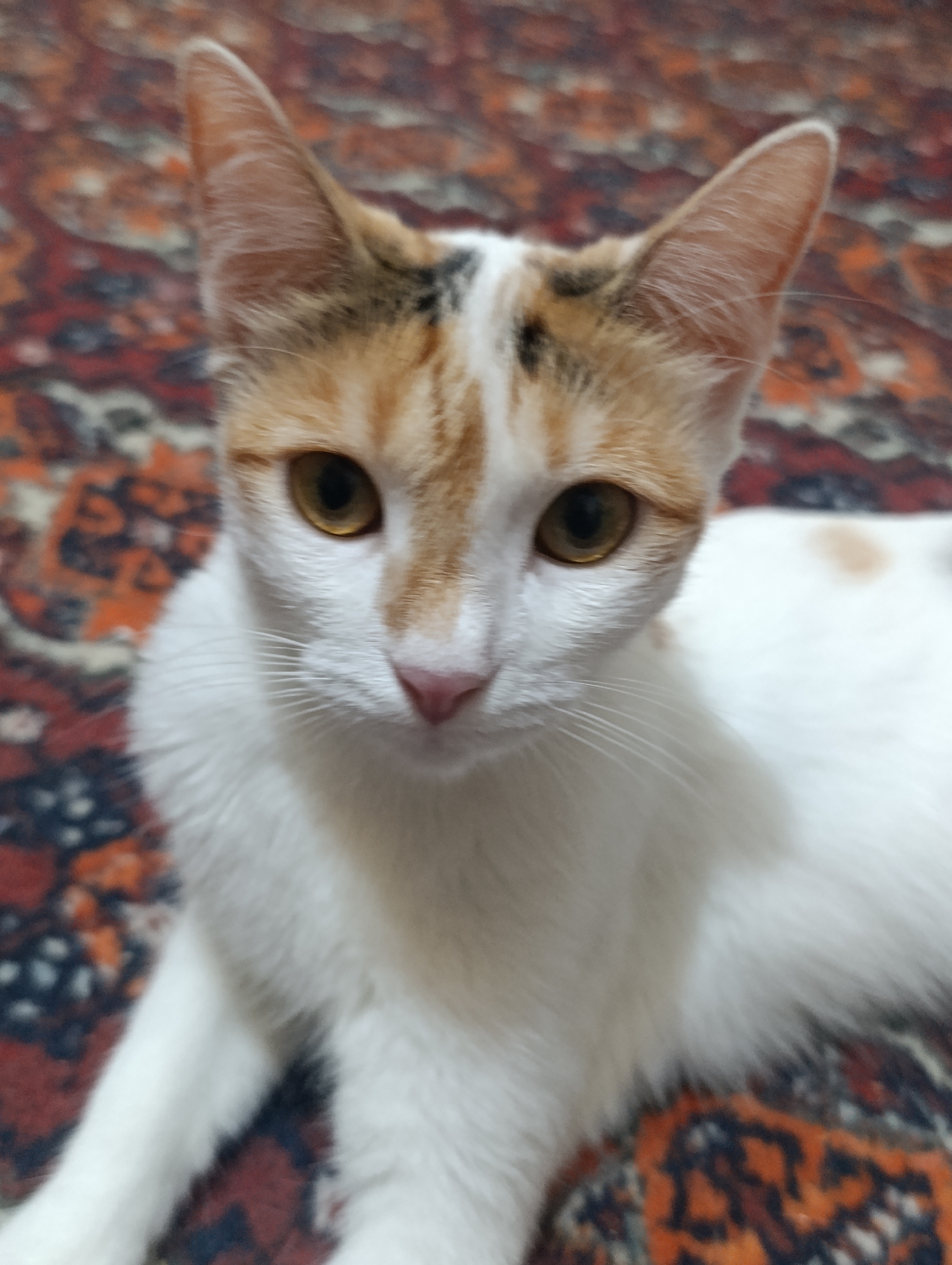 A calico cat with white, orange, and black markings is lying on a patterned rug. The cat's eyes are open and its gaze is directed towards the camera. The rug has a red, orange, and black pattern. The scene appears to be indoors, possibly in a home. There is no indication of the location being in the city of Baku, Azerbaijan.