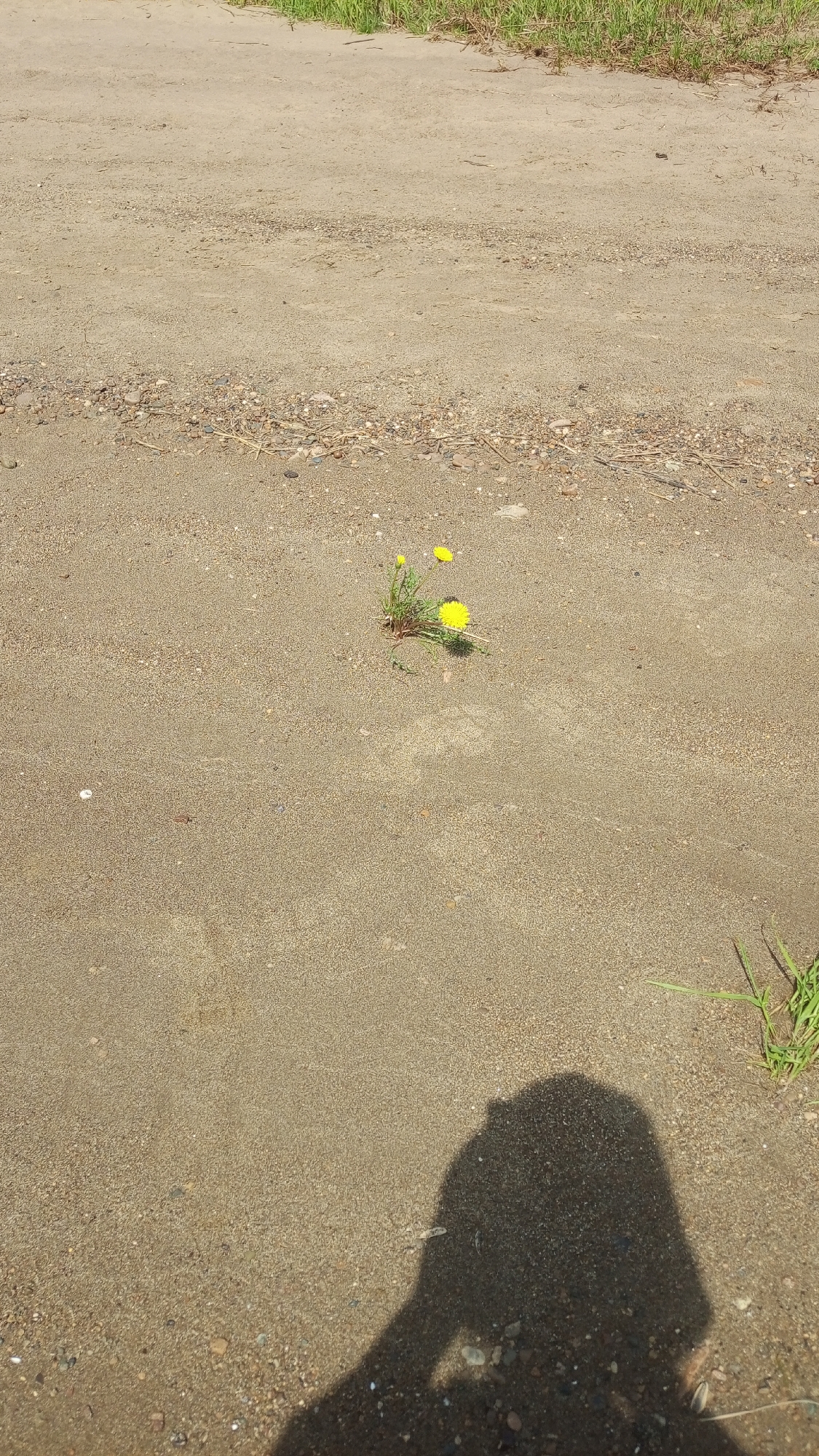 The image displays an unpaved earthen surface located in Шолья, Russia. The ground is composed of light brown, fine-grained material mixed with scattered small stones and desiccated organic debris. Along the upper edge of the frame, a strip of green graminoid vegetation is visible. Towards the center of the image, a distinct clump of green herbaceous plants emerges from the ground, featuring three vibrant yellow, open-petaled flowers, consistent with dandelions (Taraxacum). A smaller patch of green graminoid vegetation is present in the bottom right corner. A prominent, dark anthropomorphic shadow, encompassing a head, shoulders, and partial arm, indicative of a person taking the photograph, is cast across the lower right quadrant of the scene. No other individuals or animals are present.