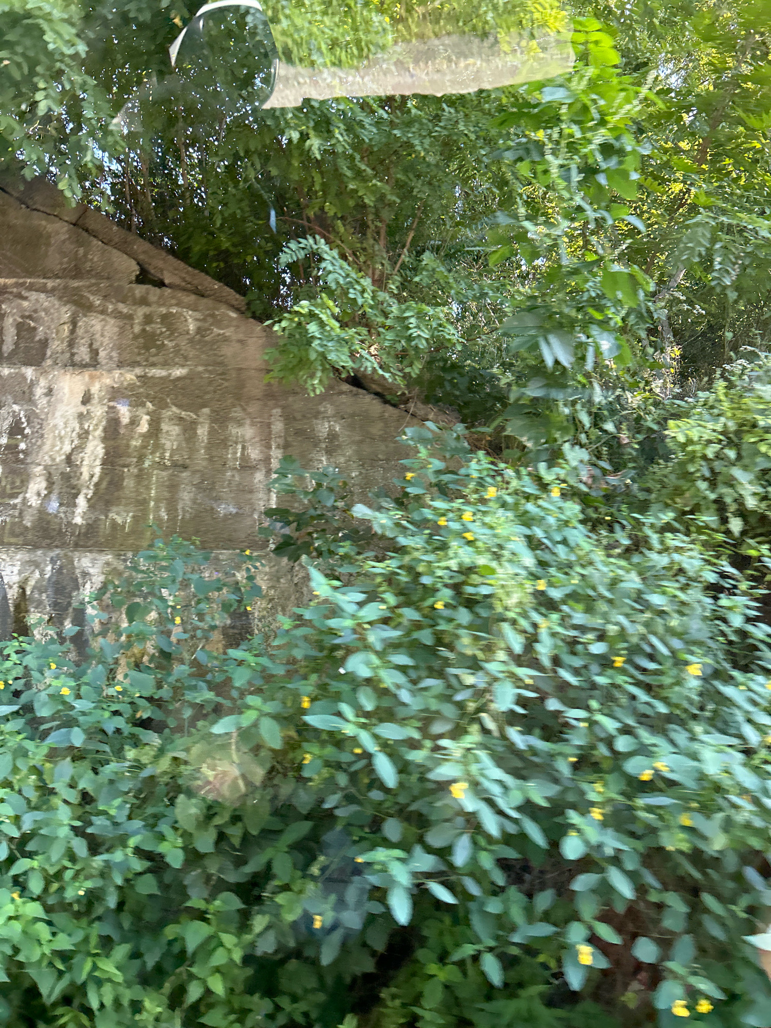The image shows a natural scene with dense green foliage and a concrete wall. The foliage is lush, with many leaves and some small yellow flowers scattered throughout. The concrete wall appears weathered and has vertical striations. The scene is outdoors, possibly in a park or along a roadside, in Bridgeville, United States of America. The lighting suggests it is daytime. There are no people or specific man-made structures visible, other than the wall. The image has a slightly blurry quality, suggesting movement during the capture, perhaps from a vehicle.
