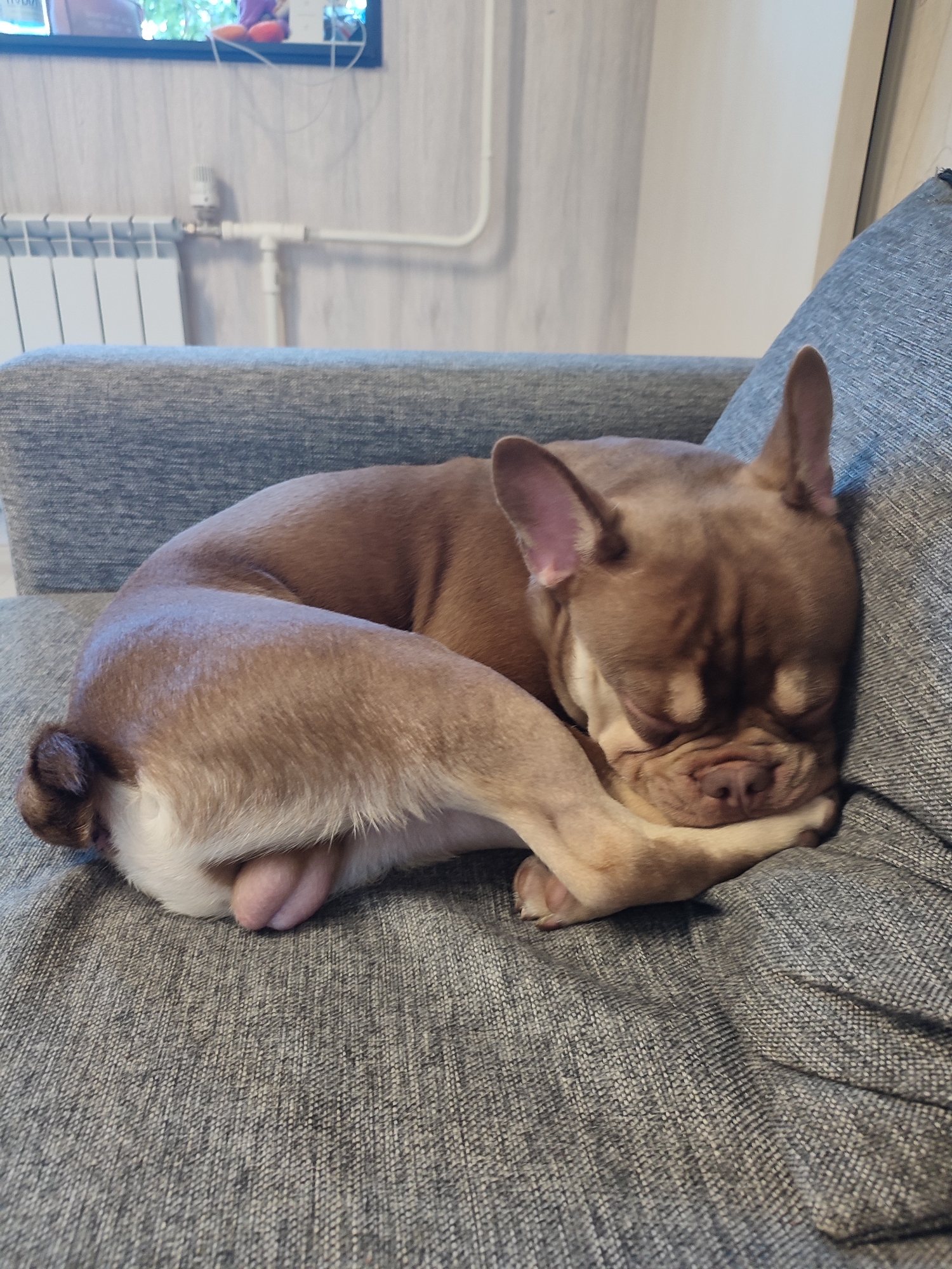 A brown French Bulldog is sleeping curled up on a gray couch. The dog is positioned on its side, with its head tucked into its body and its paws covering its face. The background of the image shows a wall with a radiator and pipes, and a television screen showing a reflection of an outdoor scene. The setting appears to be an indoor living space. The location is a residential apartment in Vsevolozhsk, Russia.