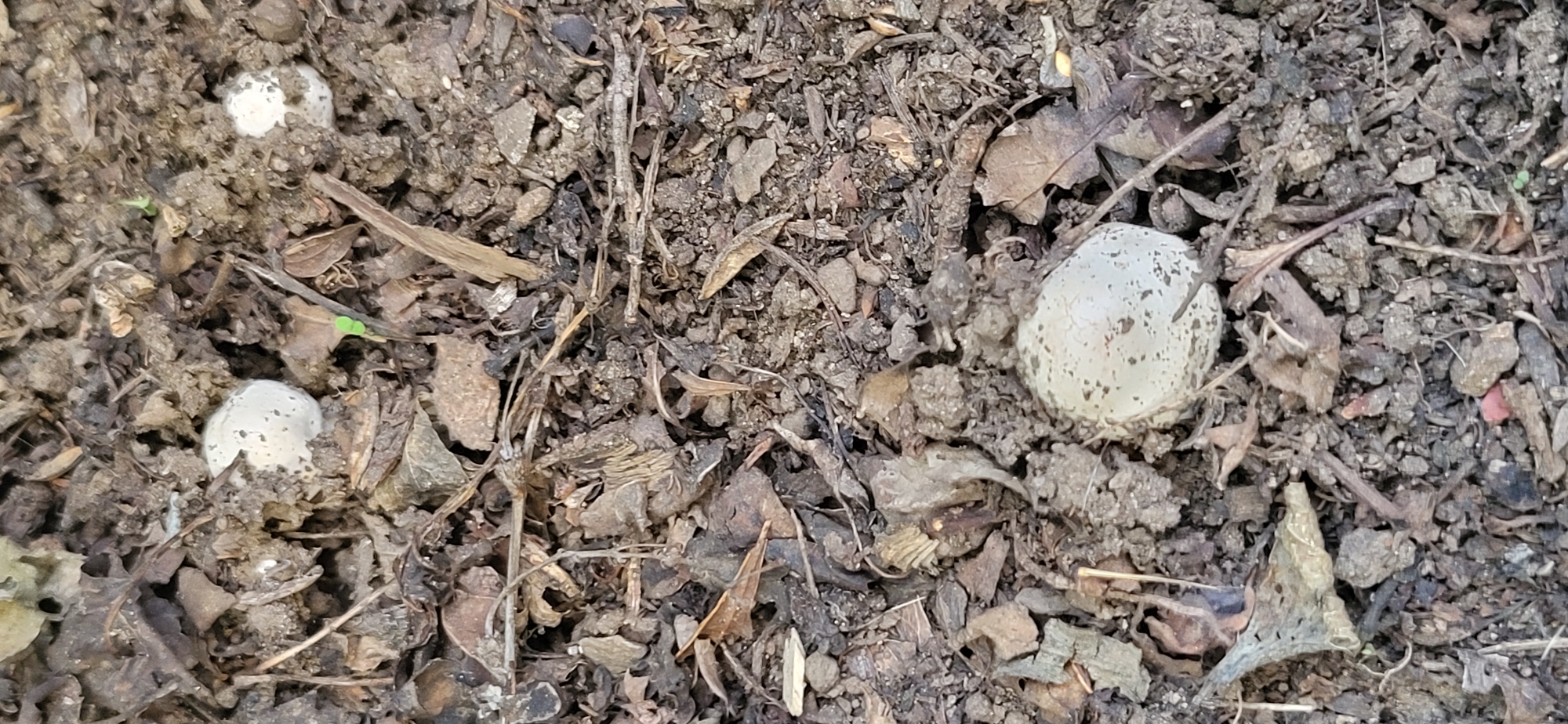 The image is a close-up, overhead shot of dark, loamy soil with scattered dried leaves and small pebbles. Several small, round, off-white objects are visible, some partially embedded in the soil. These objects are irregular in shape and have a speckled or pitted texture. The lighting is natural, and the focus is sharp on the textured surface of the soil and the objects within it. The scene appears to be outdoors, possibly in a garden or natural area, given the presence of soil and organic debris. There are no people or discernible structures visible.