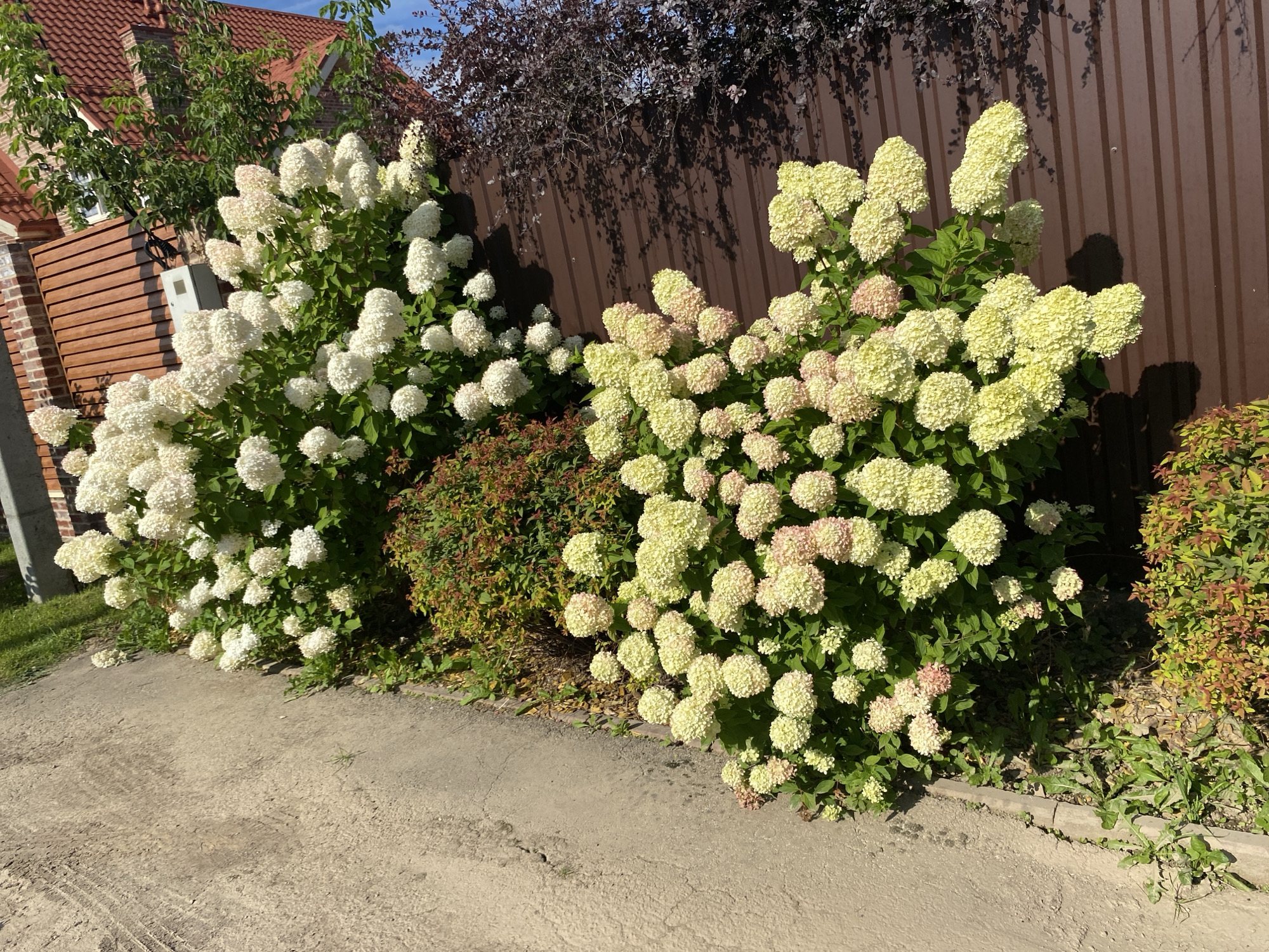 The image shows a garden with two large flowering hydrangeas. The hydrangea on the left is primarily white, while the one on the right has blooms that transition from white to pale yellow and pink. Behind the hydrangeas is a brown metal fence, and to the left of the hydrangeas, a section of a brick and wood-clad building is visible, with a red tiled roof. The ground in front of the hydrangeas is a dirt path. The scene is outdoors, under a bright, sunny sky, casting shadows from the plants onto the fence and ground.