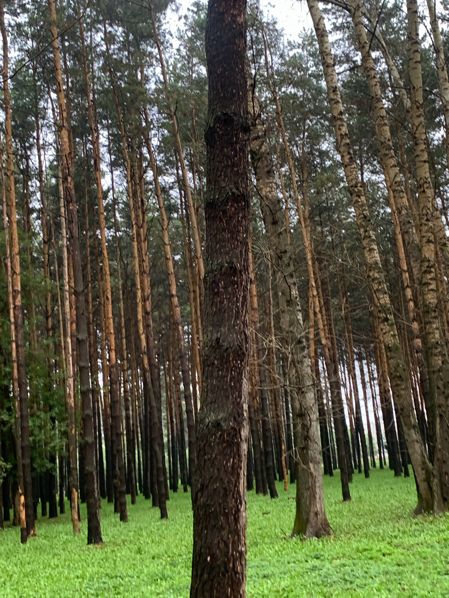 The image depicts a dense forest with a carpet of vibrant green grass. Numerous pine trees, characterized by their tall, slender trunks and brown bark, dominate the scene. Interspersed among the pines are a few birch trees, identifiable by their distinctive white and black patterned bark. The lighting suggests an overcast day, casting a soft, diffused light on the forest floor and tree trunks. There are no people or animals visible in the image, and no visible signs of human activity beyond the pathway implied by the arrangement of the trees. The overall impression is one of a natural, undisturbed woodland. This location is within the city of Prokopyevsk, Russia.