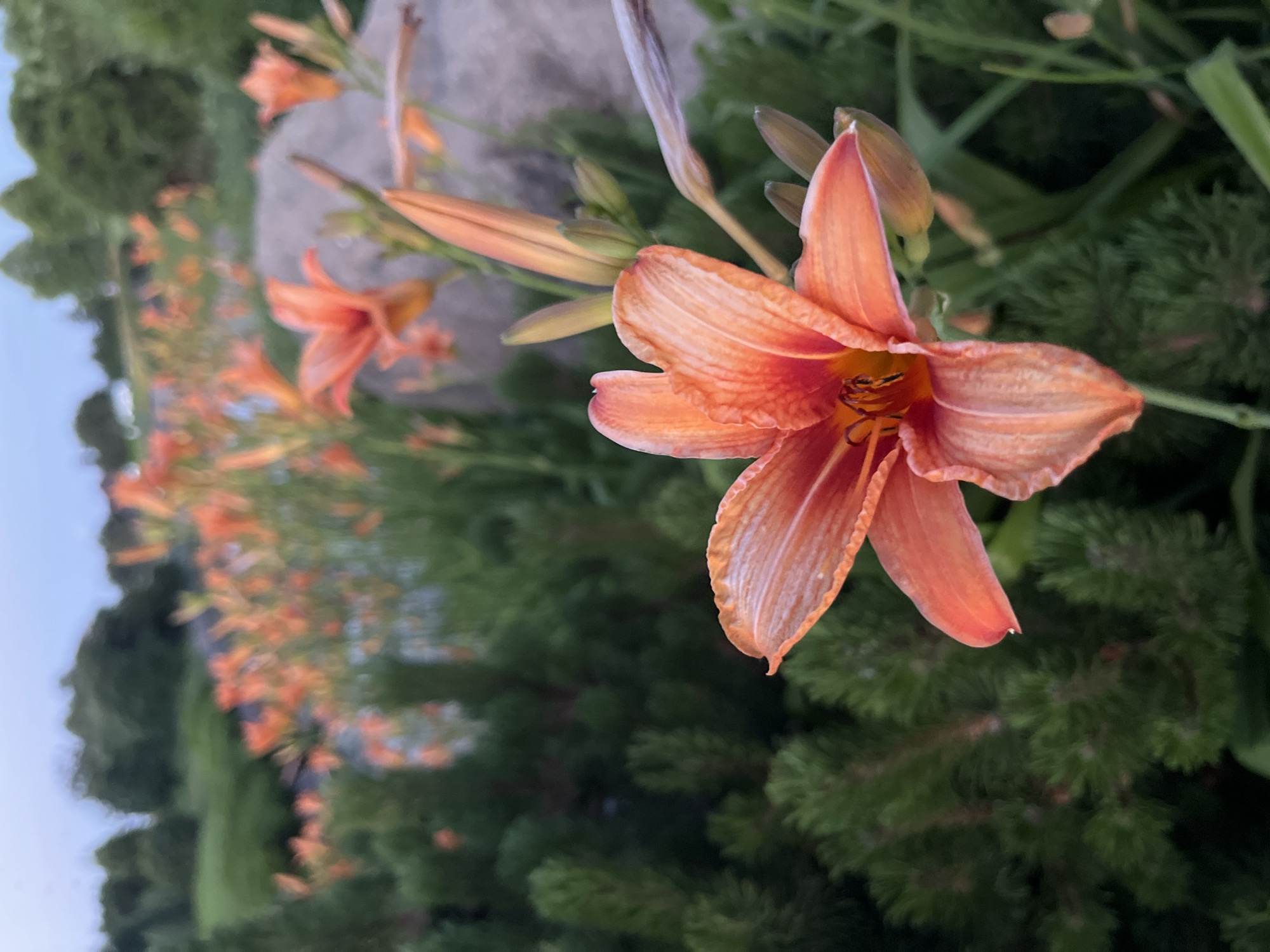 The image displays a close-up of an orange daylily in bloom, with its petals unfurled and a hint of its stamen visible in the center. The flower is positioned in the foreground, slightly to the right of the frame. Behind it, a cluster of more orange daylilies are visible in soft focus, creating a backdrop of vibrant color. To the left of the main flower, a dark green, evergreen shrub with needle-like foliage occupies a significant portion of the frame. In the background, blurred greenery and a large, light-colored rock can be discerned. The sky above is a pale, dusky blue, suggesting the image was taken during either dawn or dusk. The overall scene depicts a garden setting, likely in Dnipro, Ukraine, given the context provided. There are no people or animals present in the image.