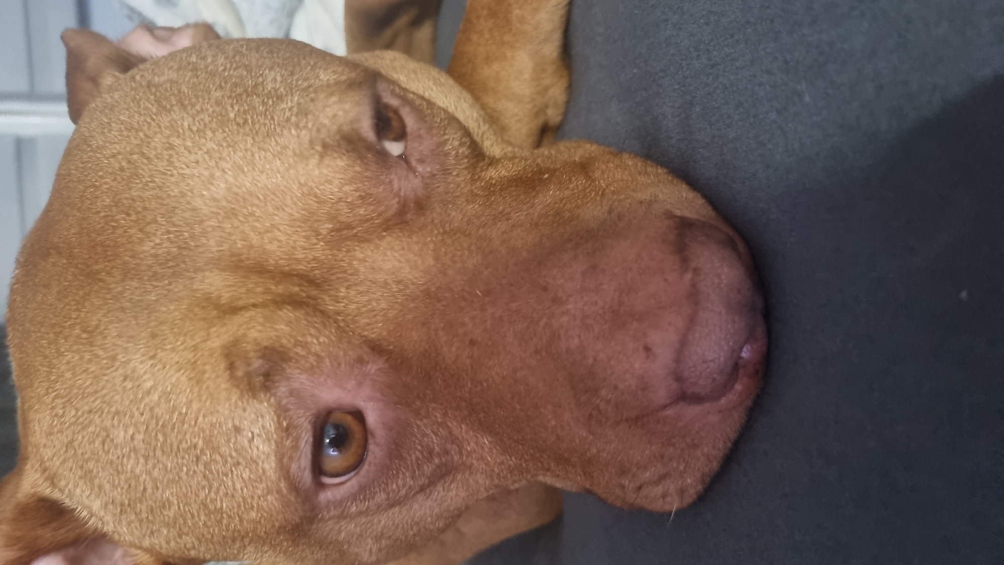 A close-up, slightly angled, indoor shot features the head of a brown dog, possibly a pit bull type, lying on a dark gray or black surface, likely a sofa or bed. The dog has short, smooth, brown fur and amber eyes. The focus is on the dog's face, highlighting the details of its features, including the nose, which is a shade of pink. The environment appears to be a domestic setting. The city location is unknown.