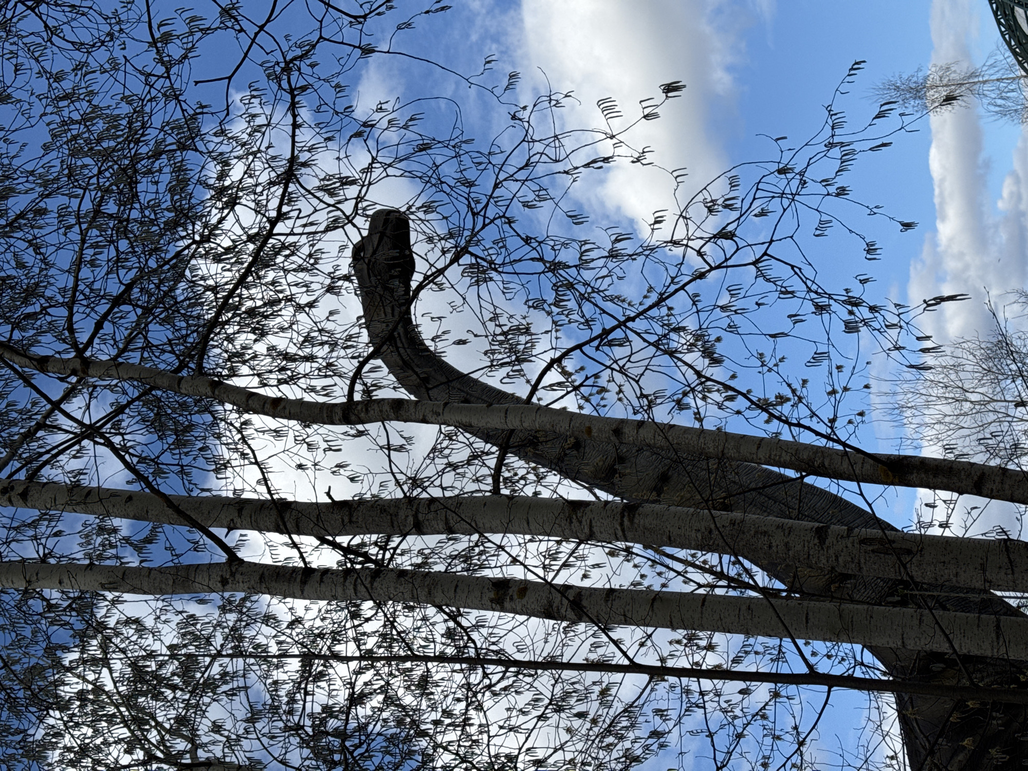 Looking upwards, the image depicts a birch tree with bare branches reaching towards a blue sky dotted with white clouds. The distinctive white bark of the birch is visible on the tree trunks. Small catkins are visible on the branches, indicating the beginning of the tree's reproductive cycle. The location is within the city of Izhevsk, Russia.