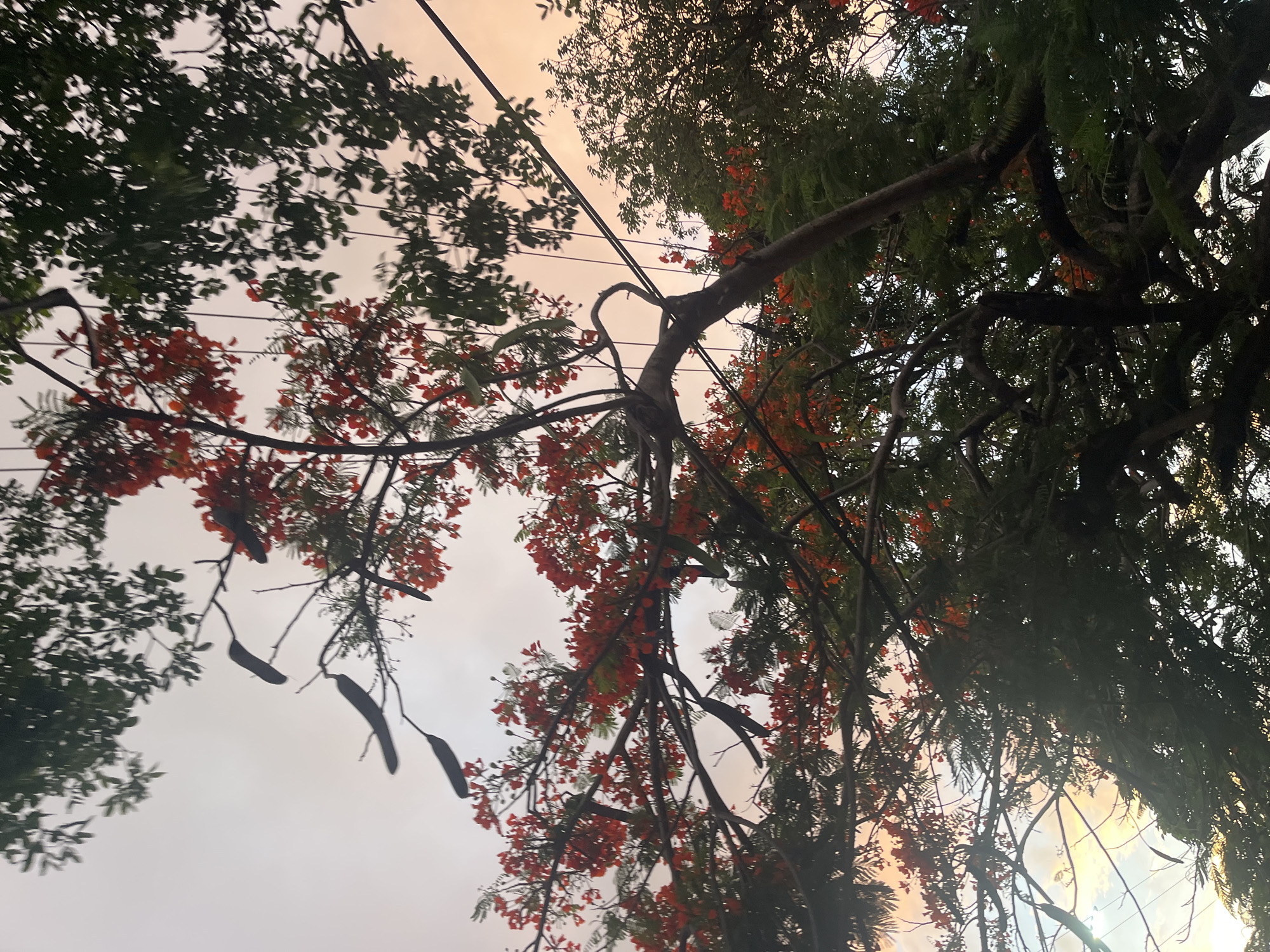 This image depicts a view looking upwards through trees in Santa Ana, Venezuela, at dusk. The foreground is dominated by the branches and dark green foliage of two trees, one with vibrant red flowers and seed pods. The sky, visible through the leaves, displays a gradient of pale grey to a soft orange, indicating the setting sun. Several dark, elongated seed pods are suspended from some of the branches, along with delicate wires that appear to be power lines. The overall impression is one of natural beauty set against an urban backdrop, characteristic of a residential area in Santa Ana.